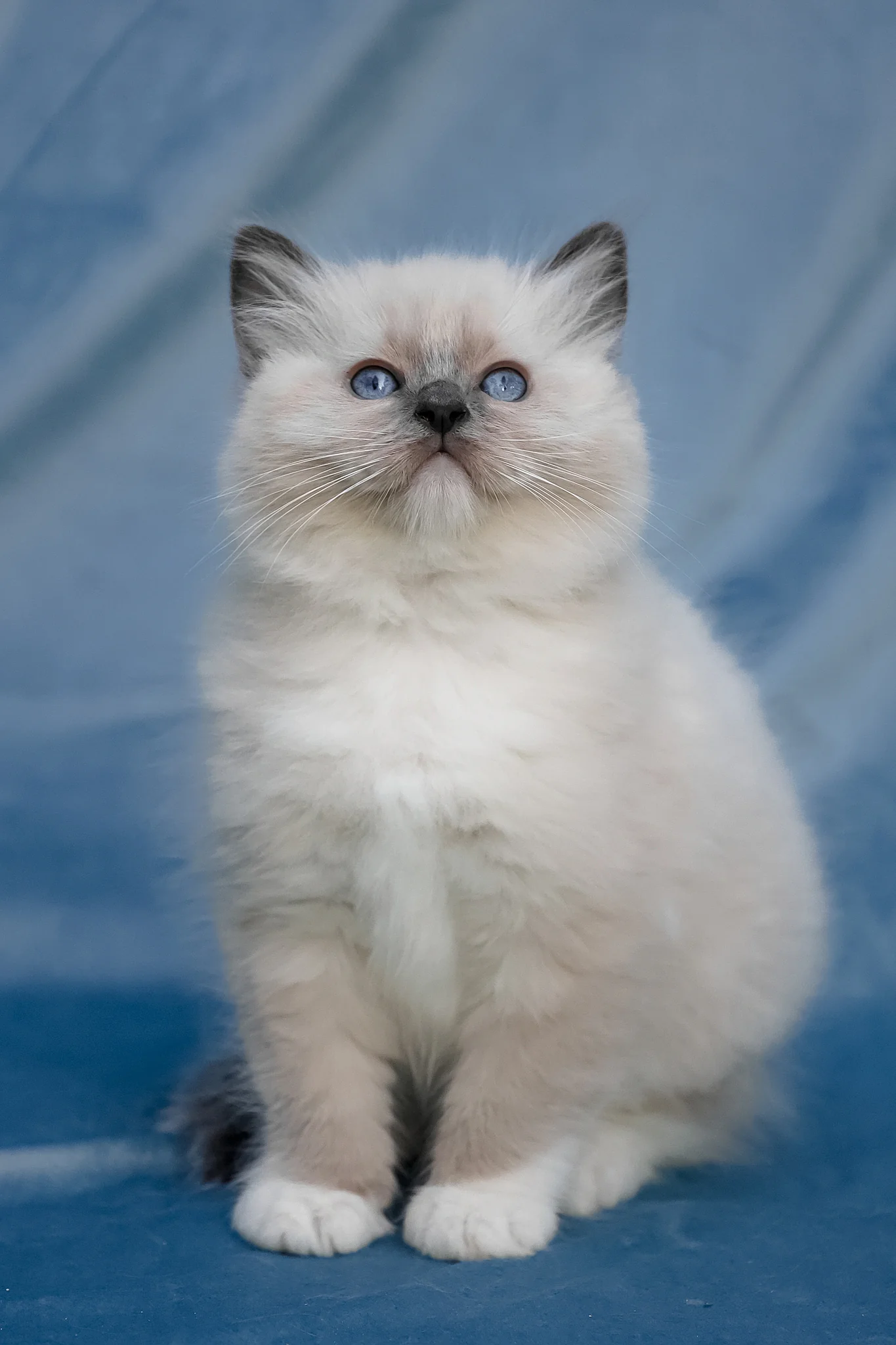 Swadow | Ragdoll Kitten - Image 3