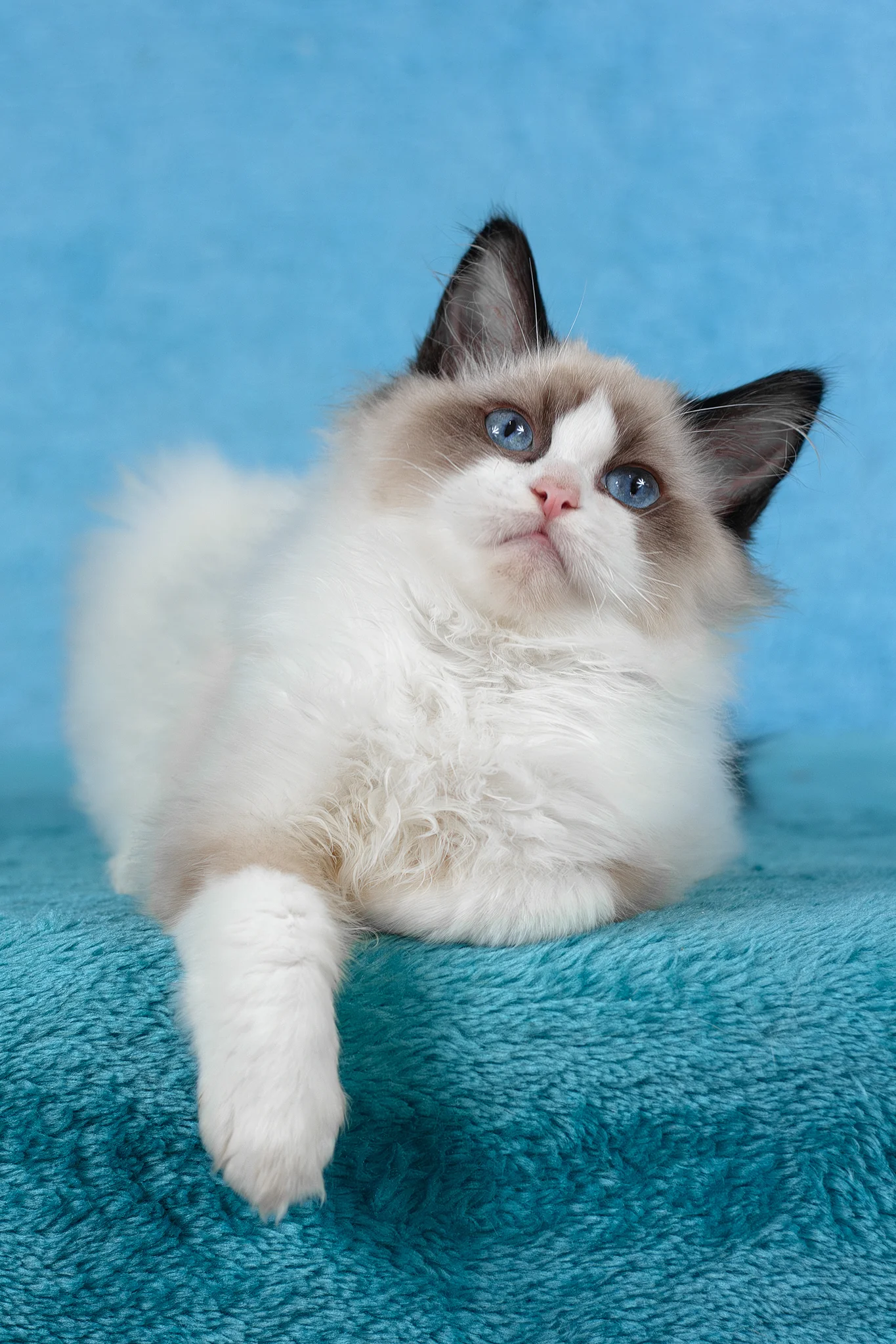 Teddy | Ragdoll Kitten - Image 2