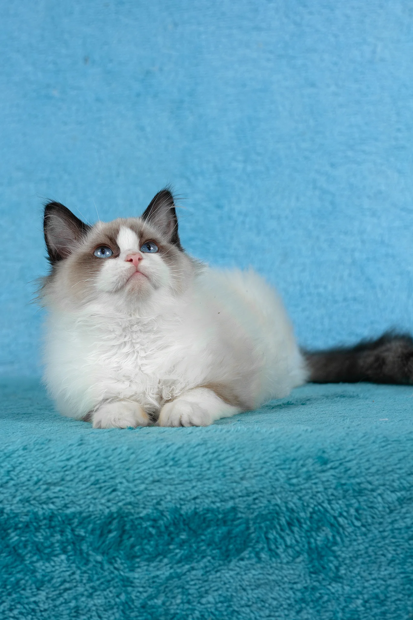 Teddy | Ragdoll Kitten - Image 4