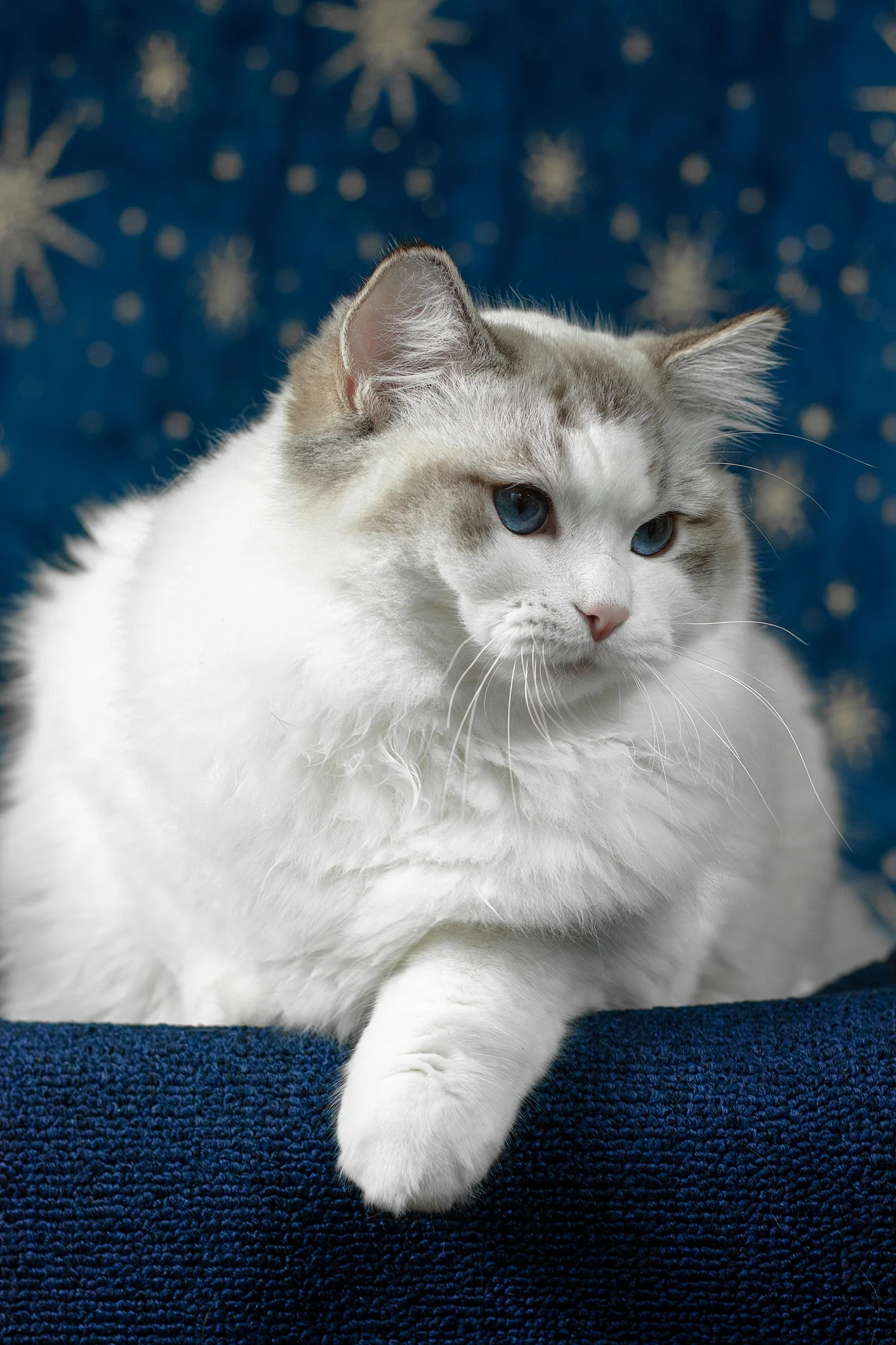 Vinay | Ragdoll Kitten - Image 5