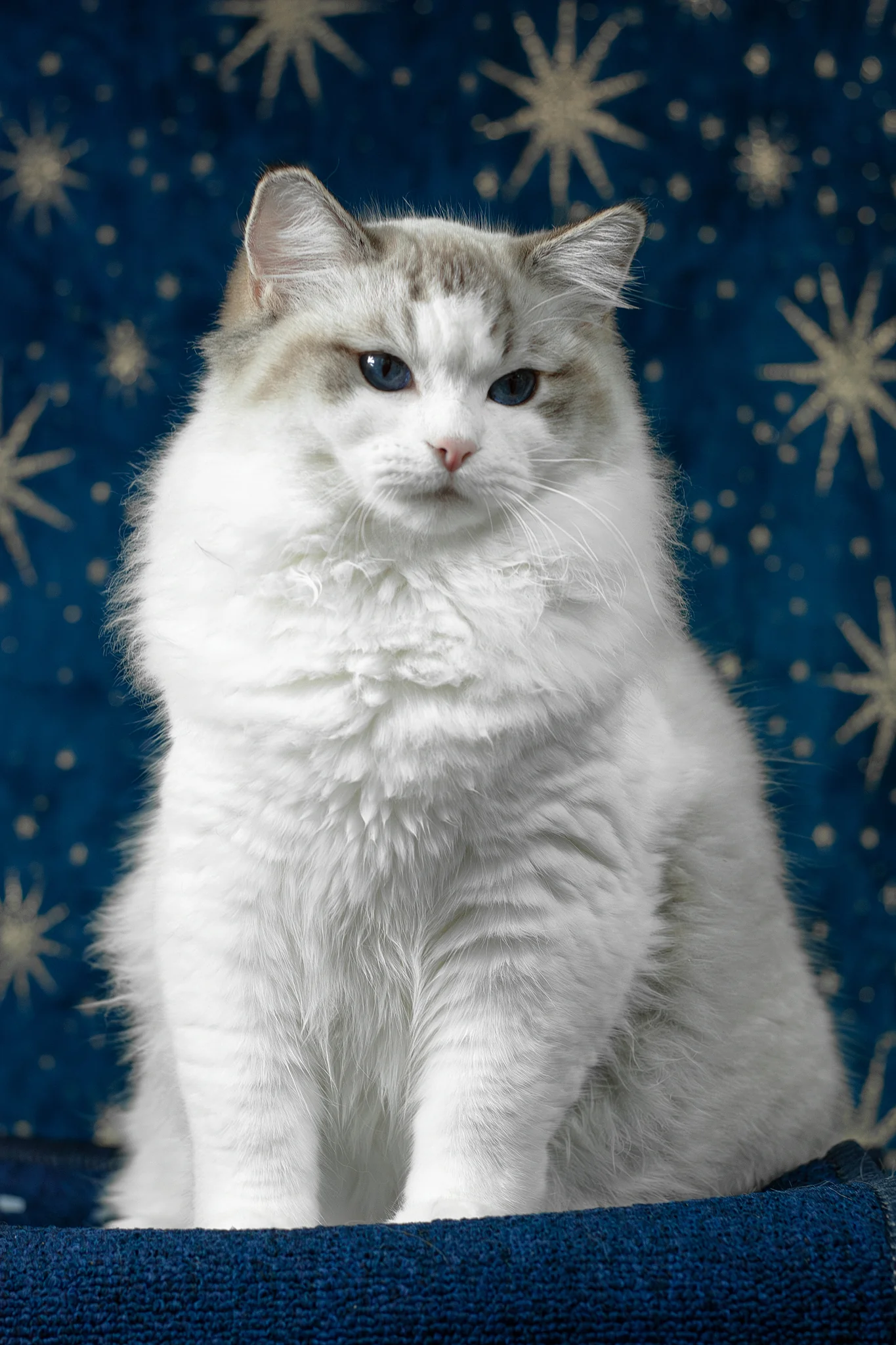 Vinay | Ragdoll Kitten - Image 8