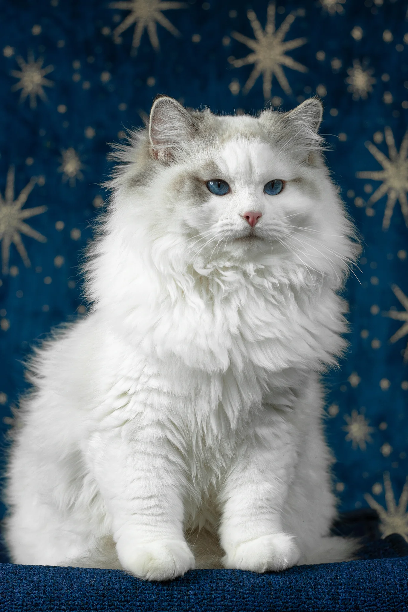 Vinnie | Ragdoll Kitten - Image 10