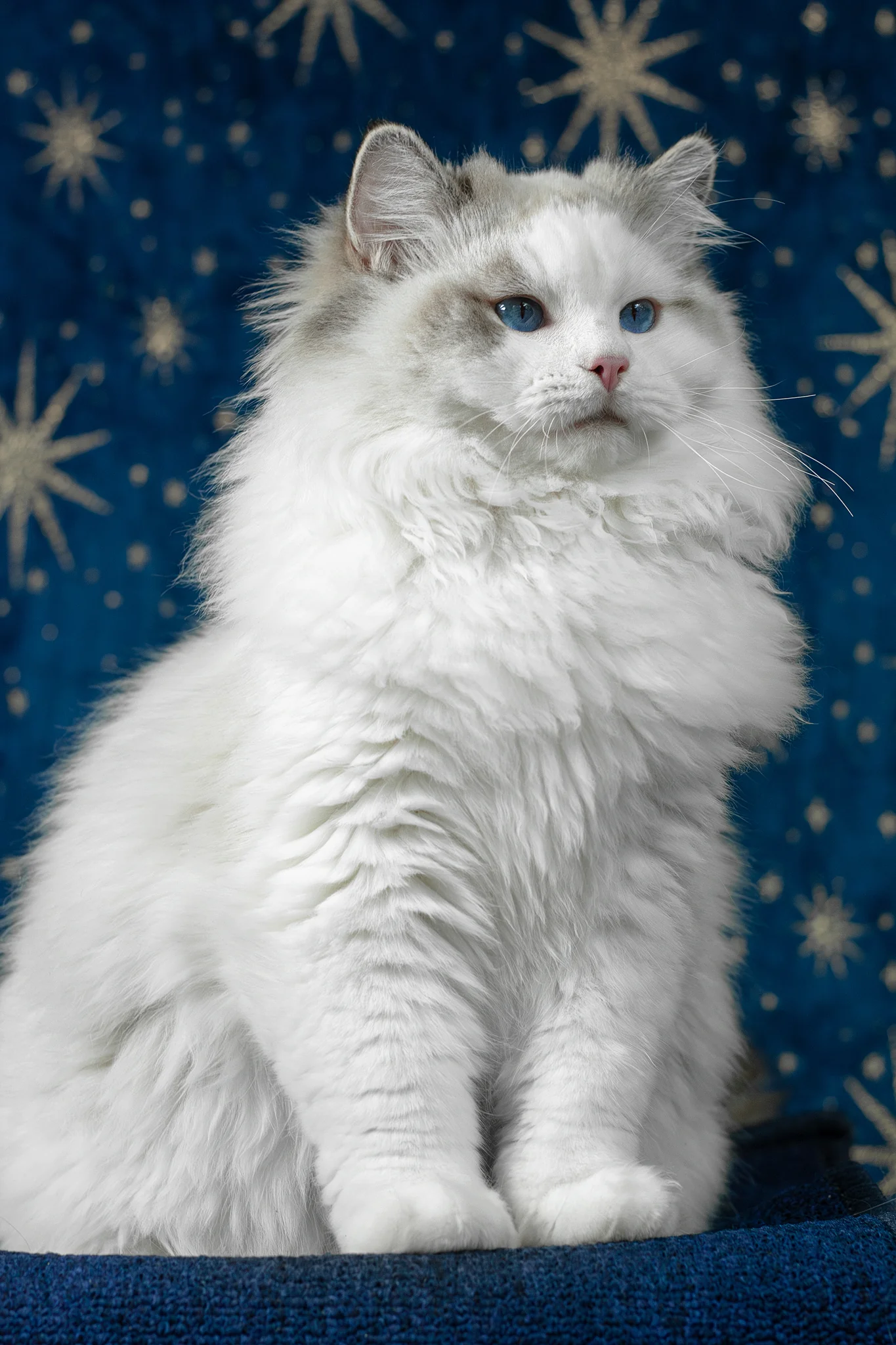 Vinnie | Ragdoll Kitten - Image 3