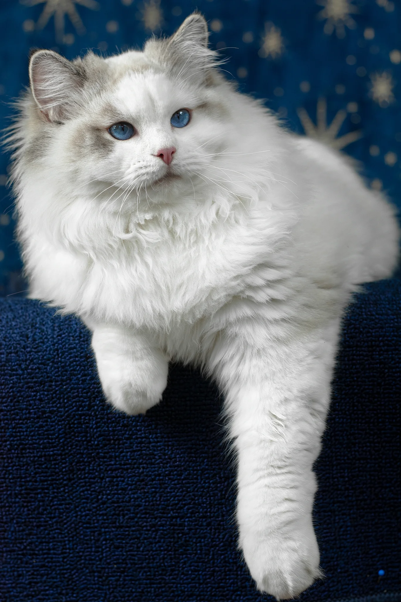 Vinnie | Ragdoll Kitten - Image 4