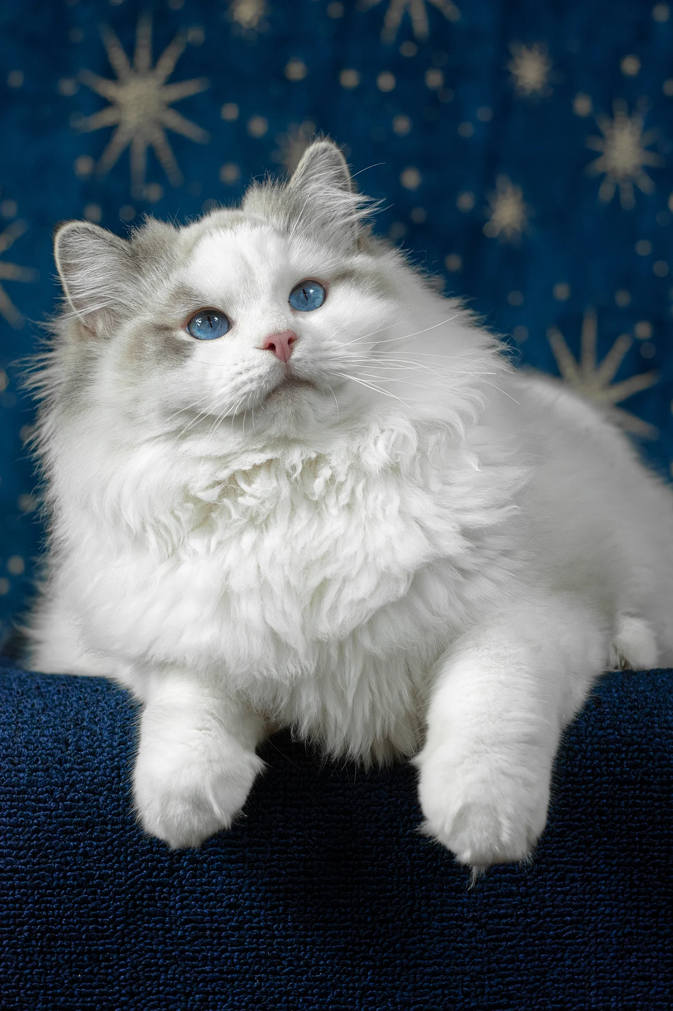 Vinnie | Ragdoll Kitten - Image 5