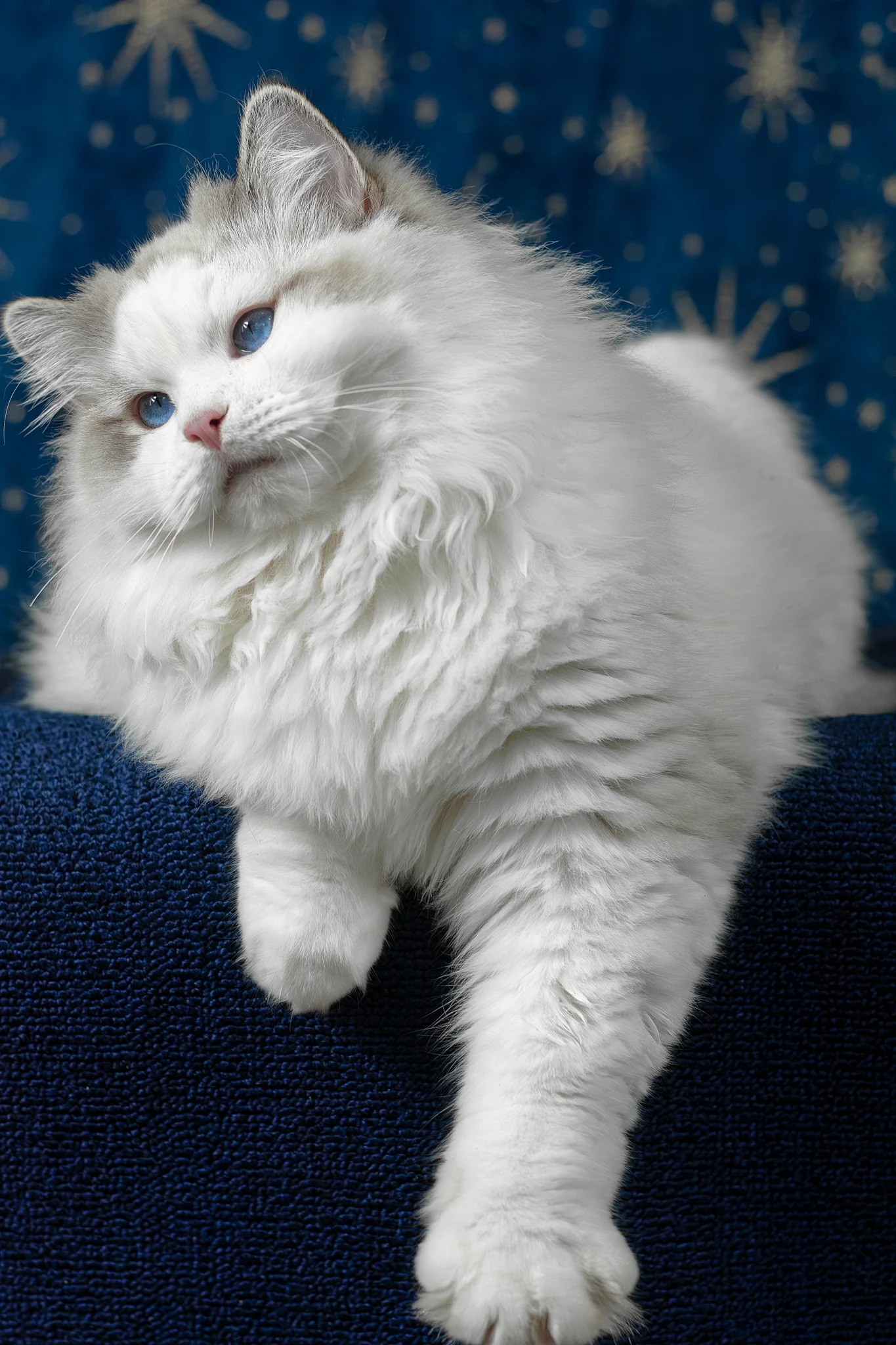 Vinnie | Ragdoll Kitten - Image 6