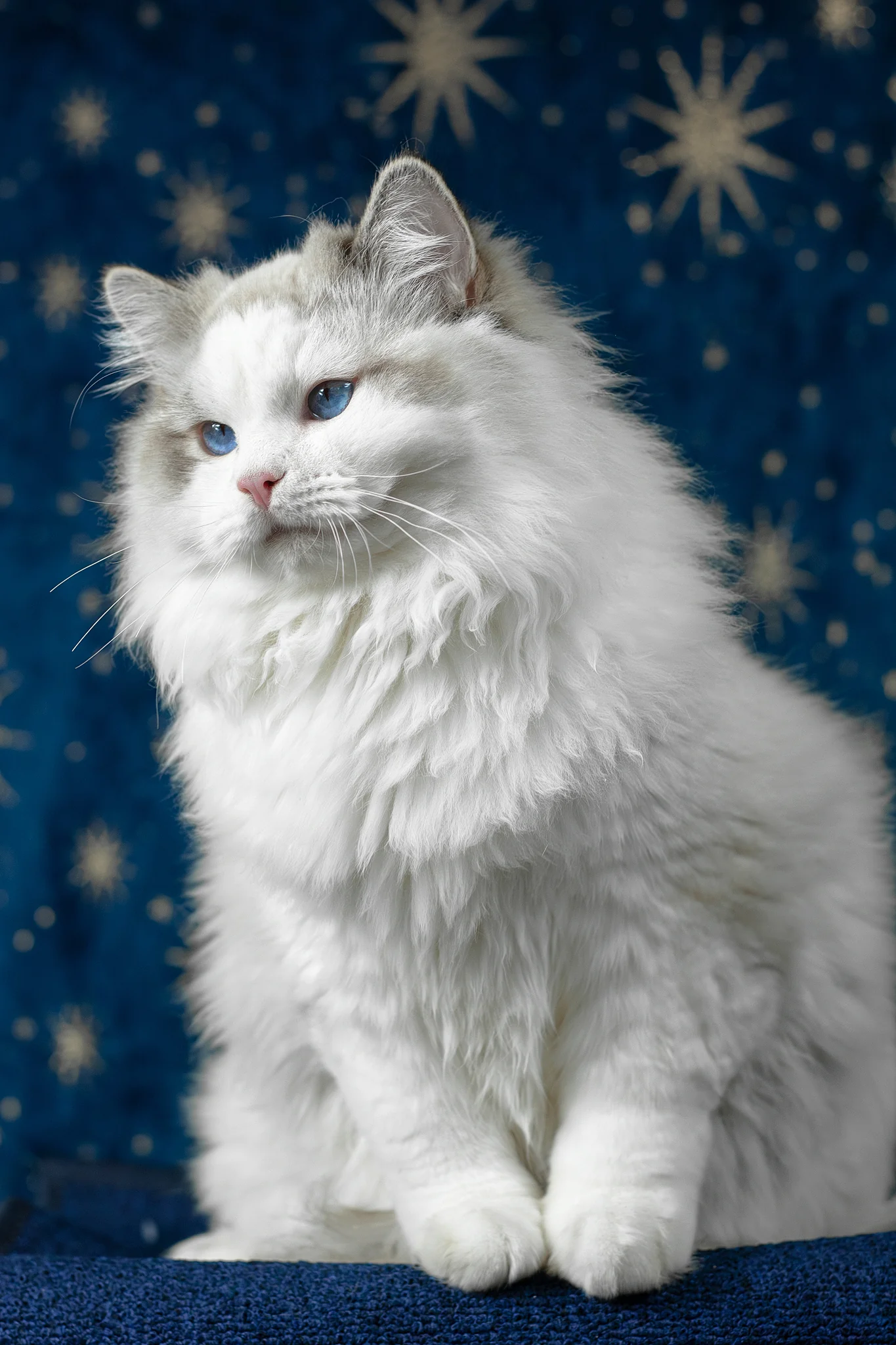 Vinnie | Ragdoll Kitten - Image 7