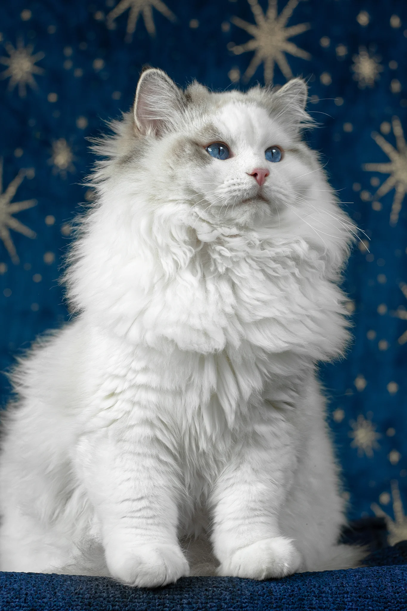 Vinnie | Ragdoll Kitten - Image 8