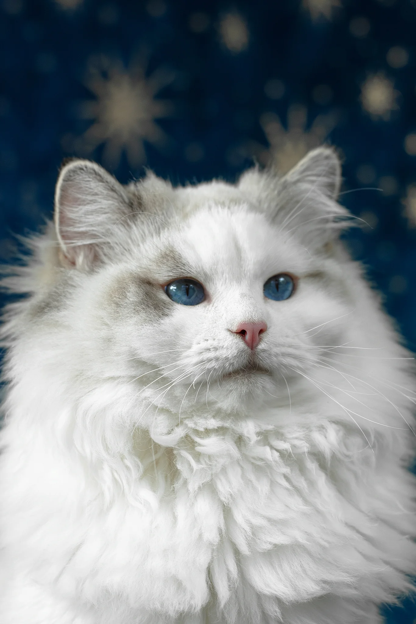 Vinnie | Ragdoll Kitten - Image 9