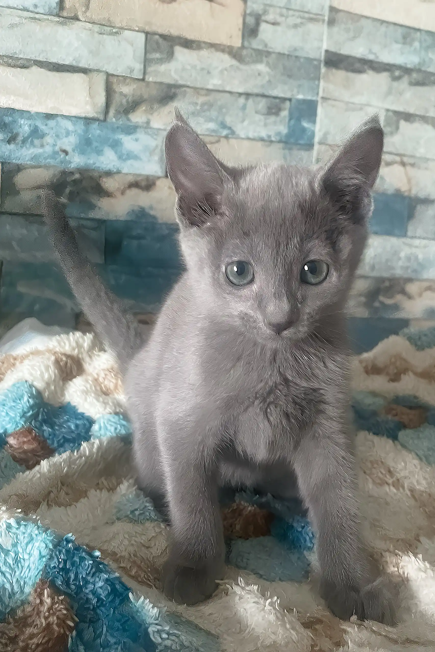 Alex | Russian Blue Kitten - Image 3