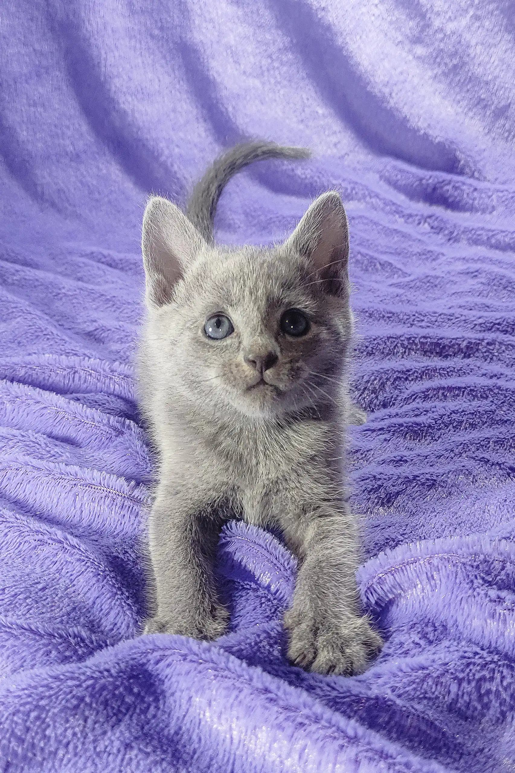 Cliff | Russian Blue Kitten - Image 4