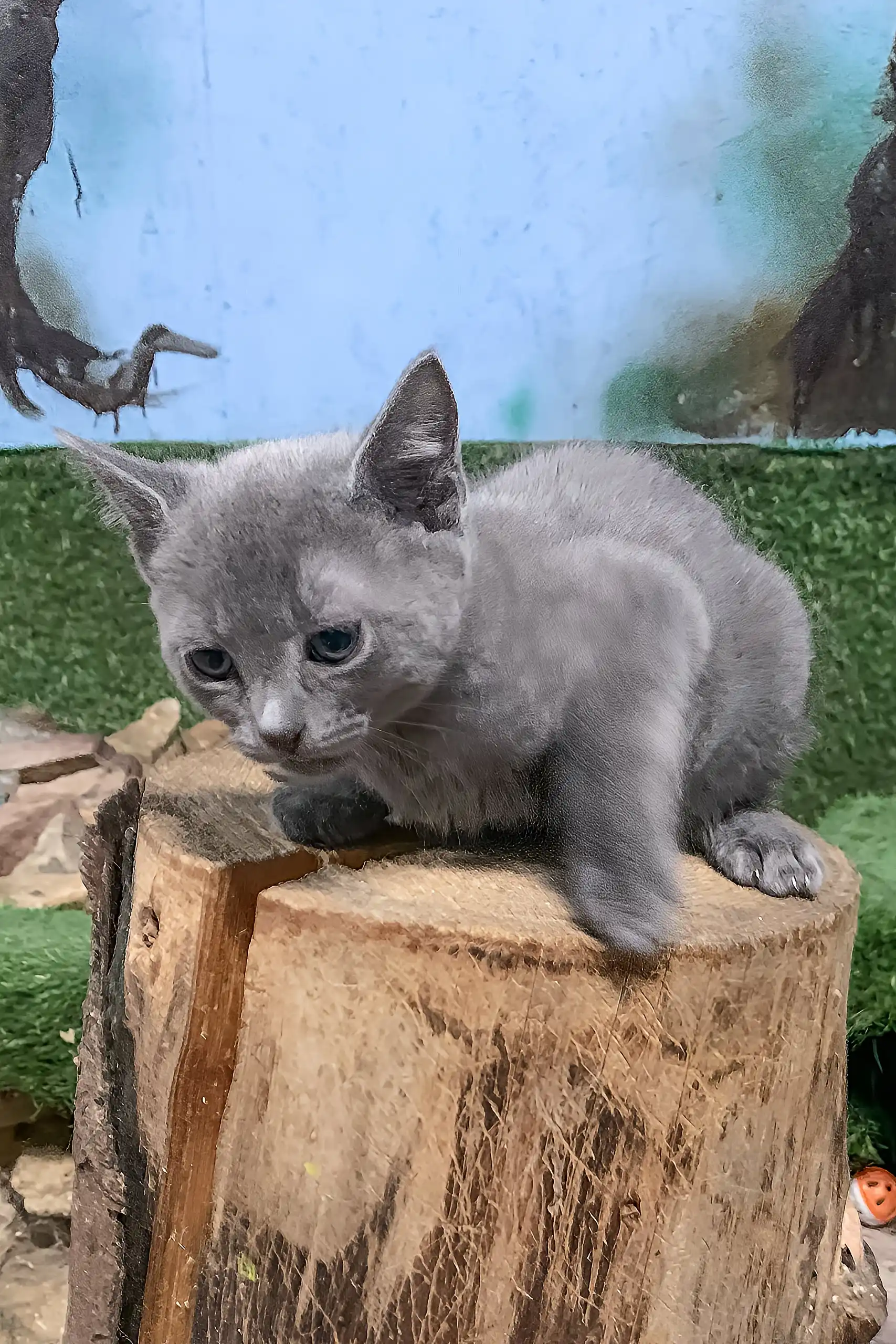 Doran | Russian Blue Kitten - Image 3