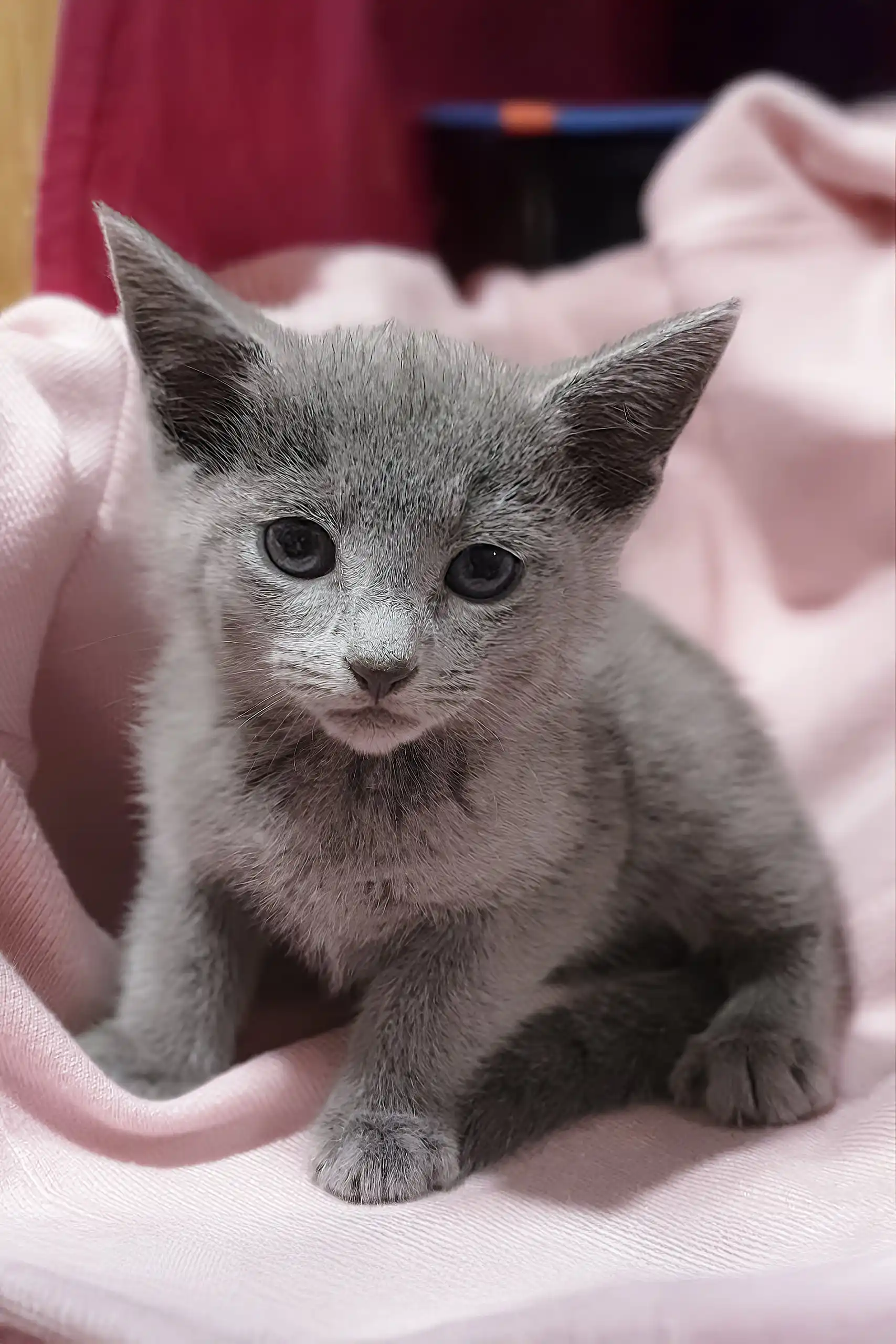 Erik | Russian Blue Kitten - Image 4