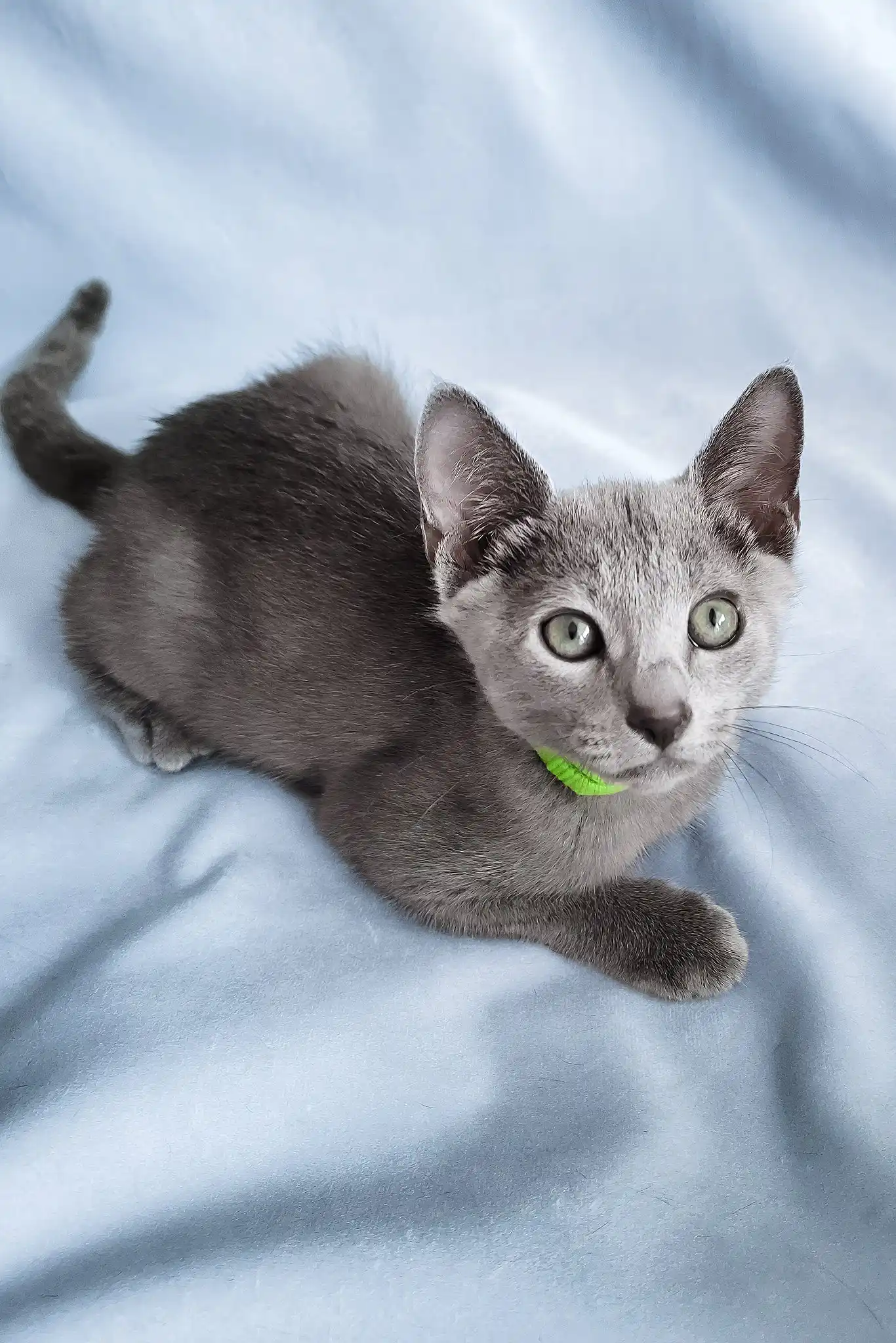 Getsby | Russian Blue Kitten - Image 2