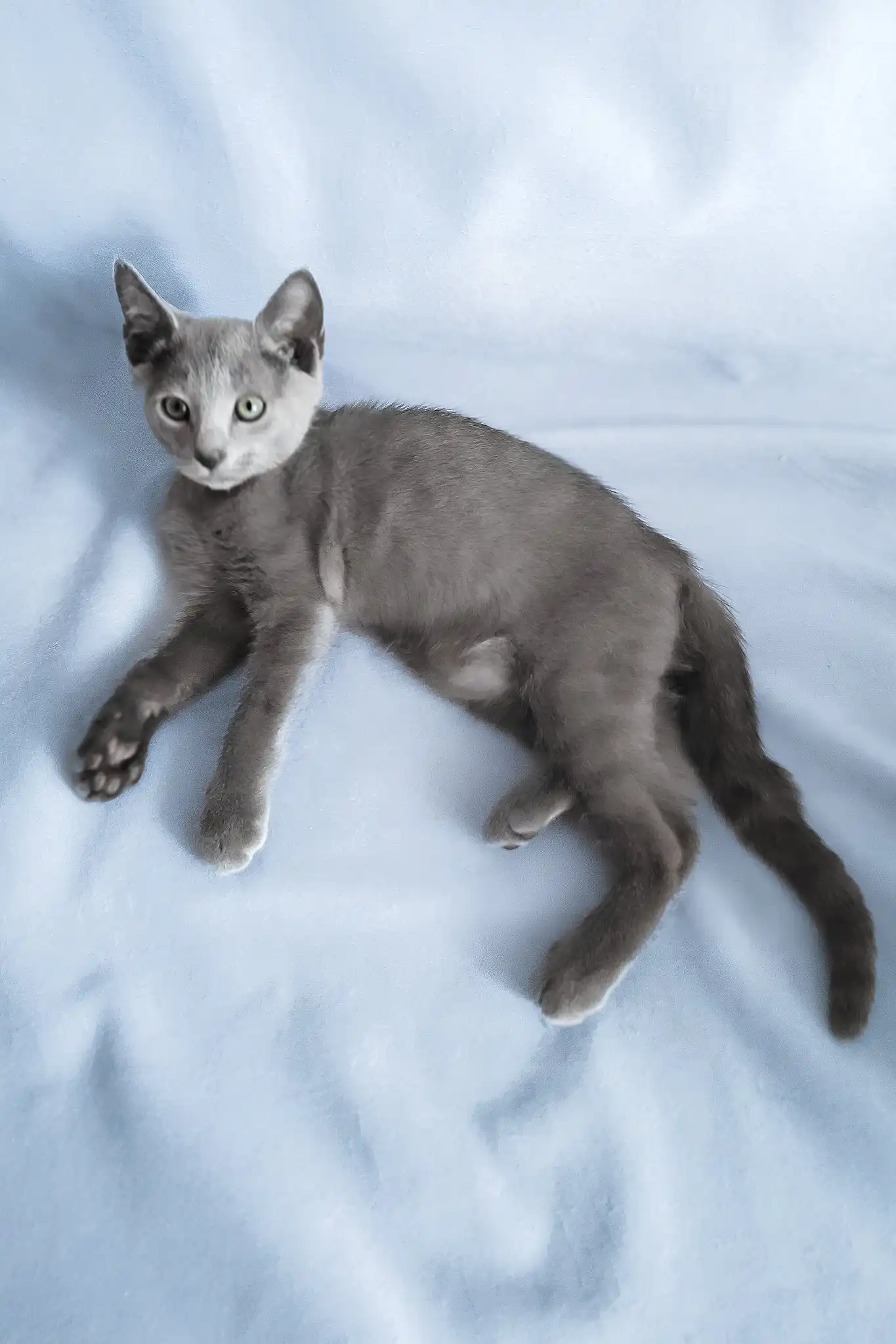 Getsby | Russian Blue Kitten - Image 4