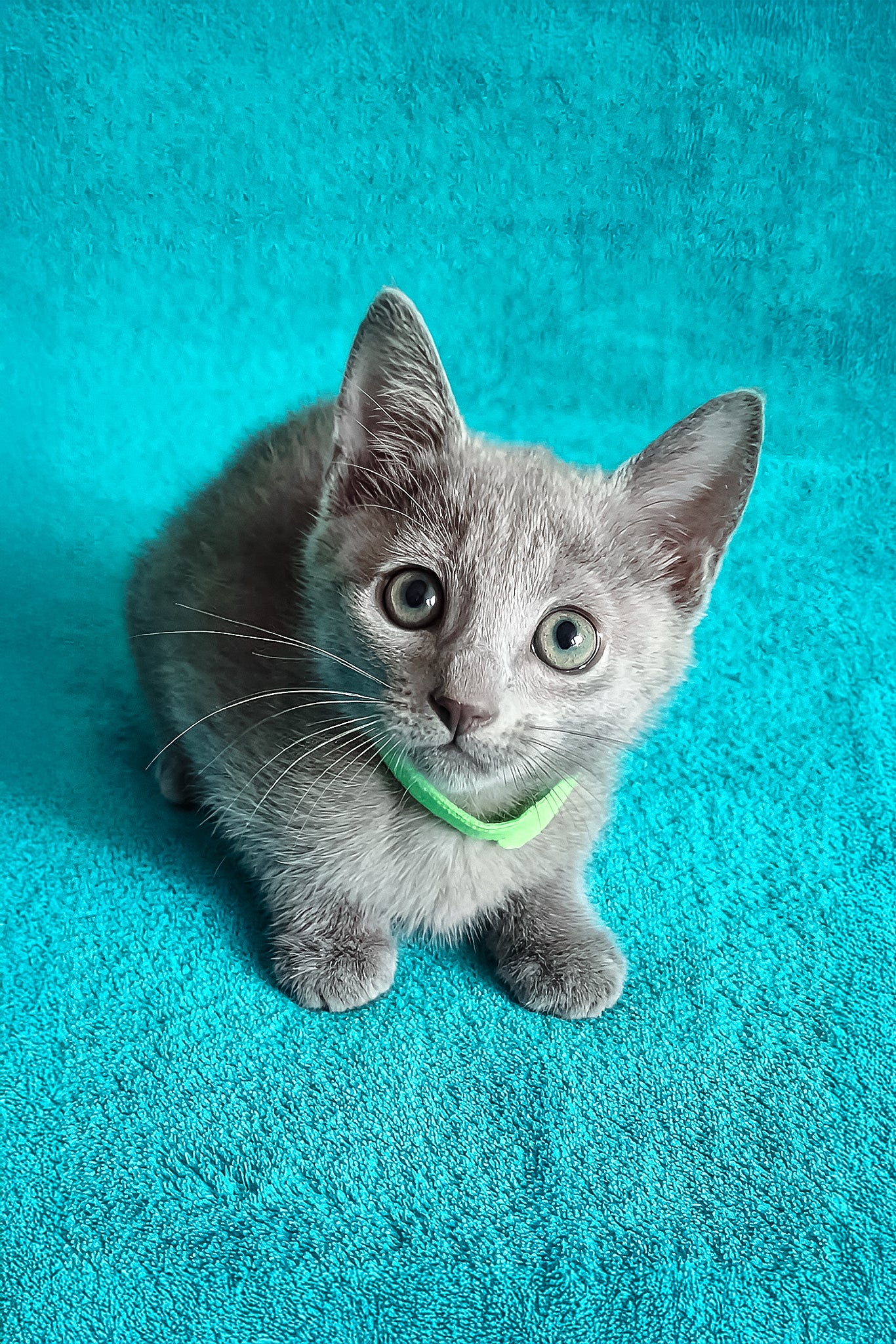 Mishka | Russian Blue Kitten - Image 3