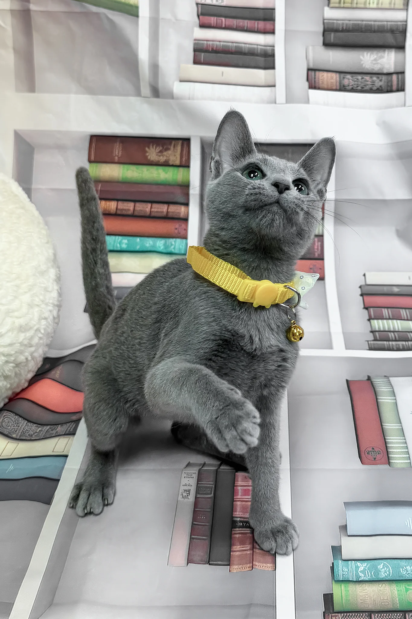 Nikita | Russian Blue Kitten - Image 2