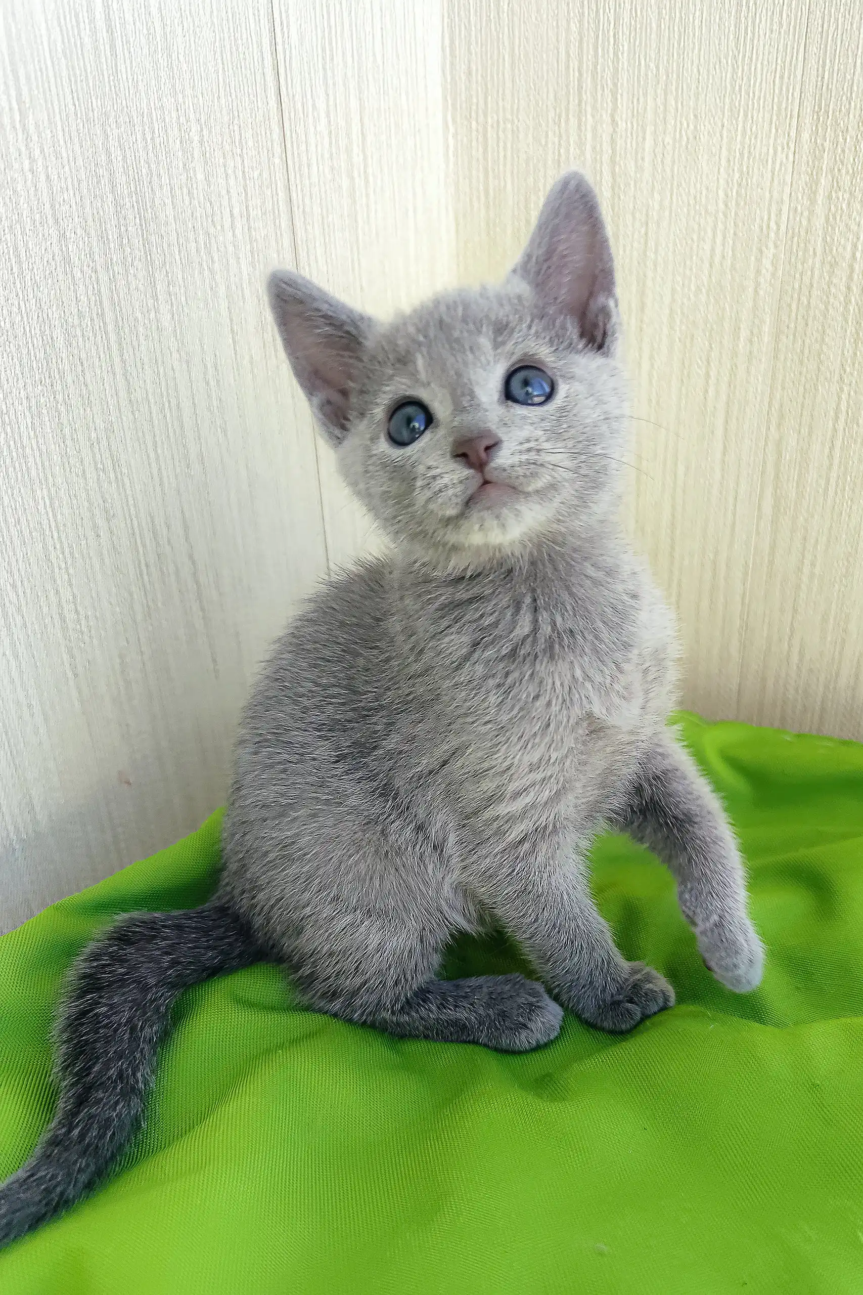 Norbert | Russian Blue Kitten - Image 4