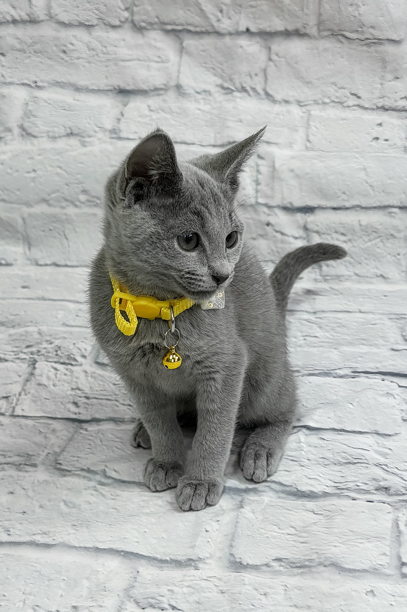 Onix | Russian Blue Kitten - Image 5