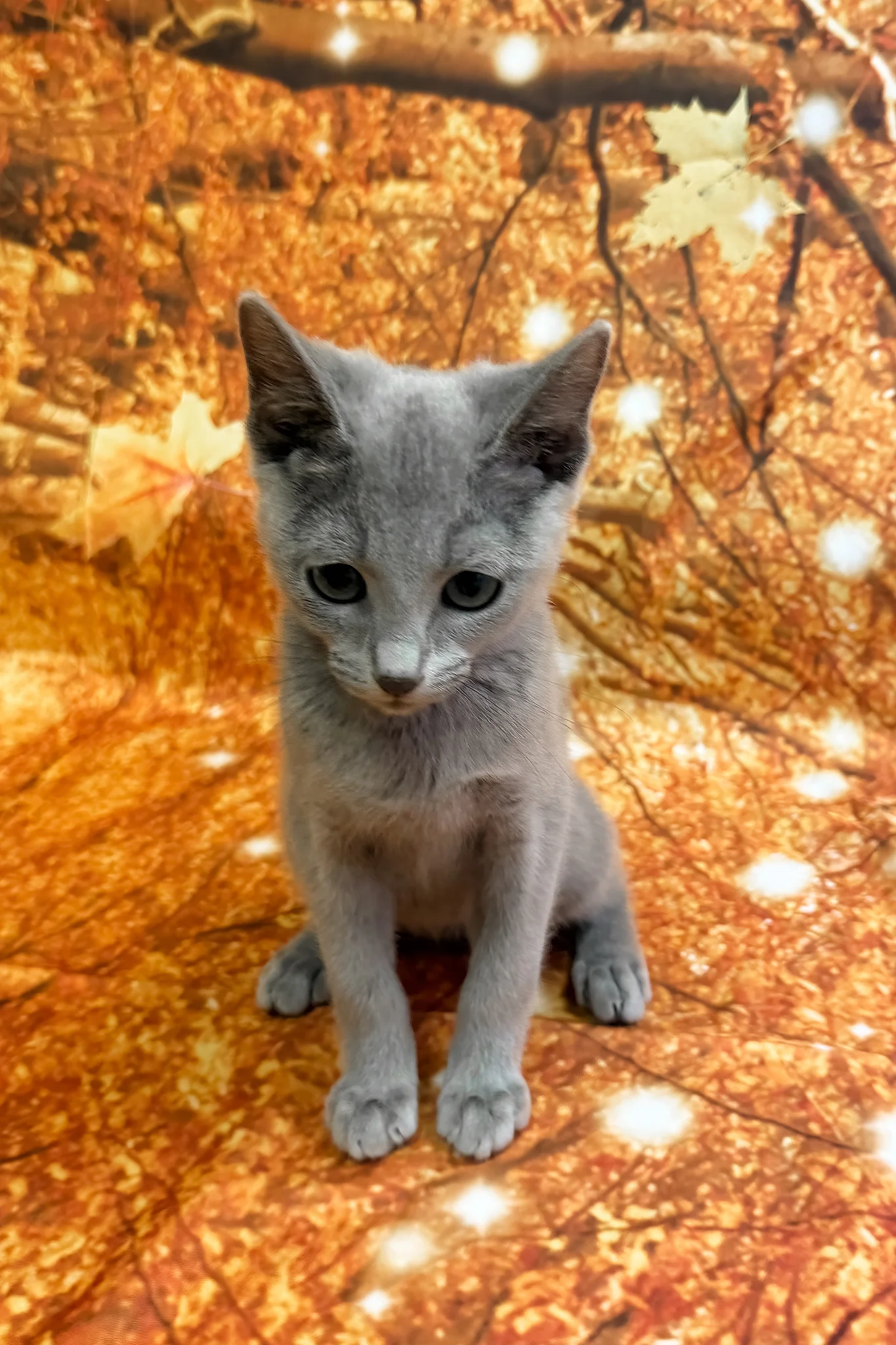 Quorum | Russian Blue Kitten - Image 3