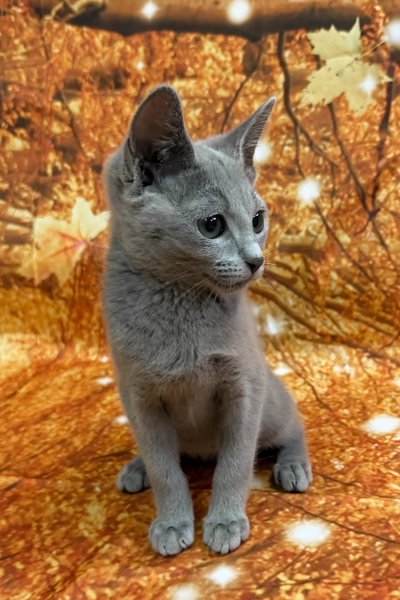 Quorum | Russian Blue Kitten - Image 5