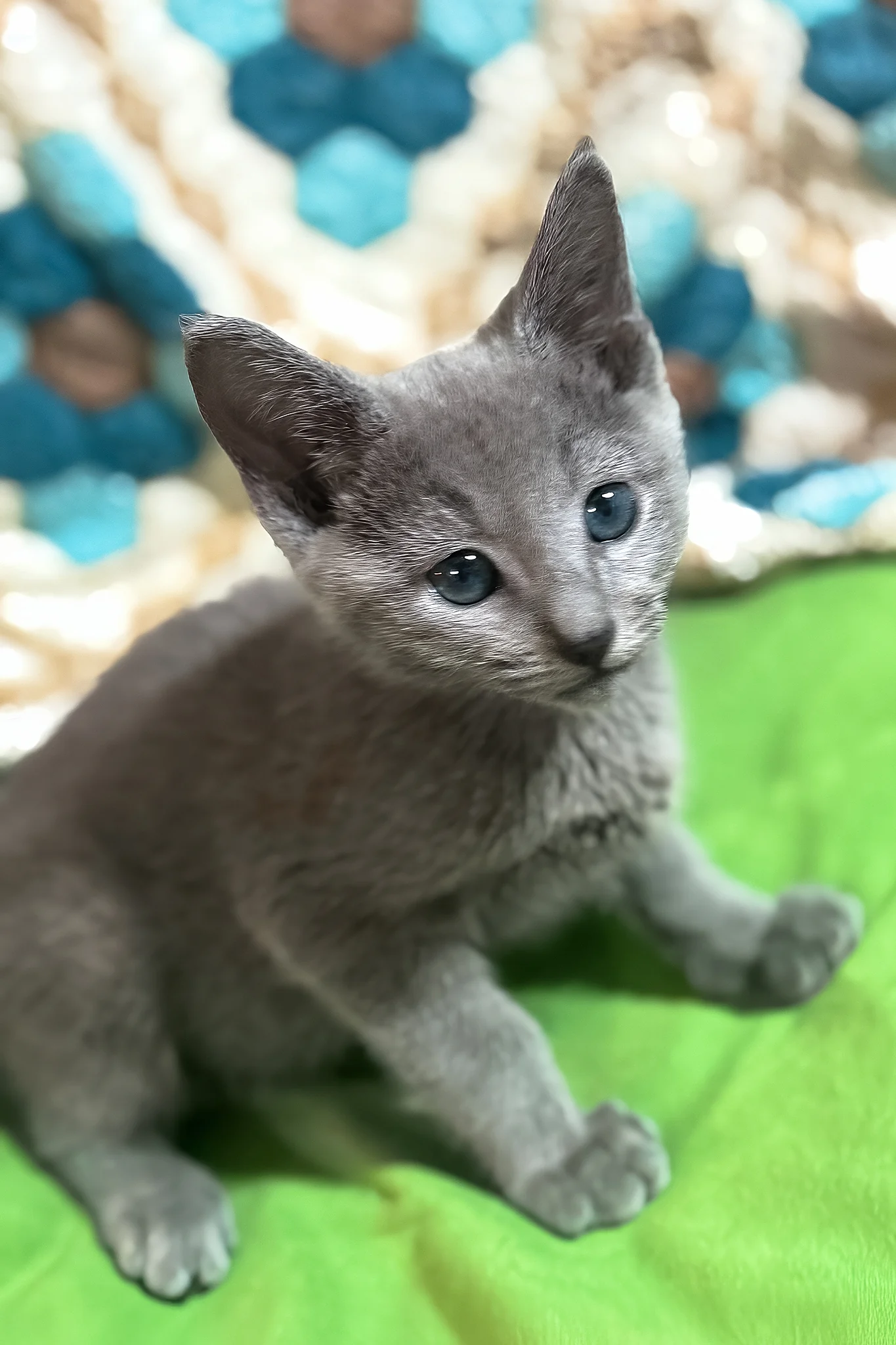 Rakan | Russian Blue Kitten - Image 4