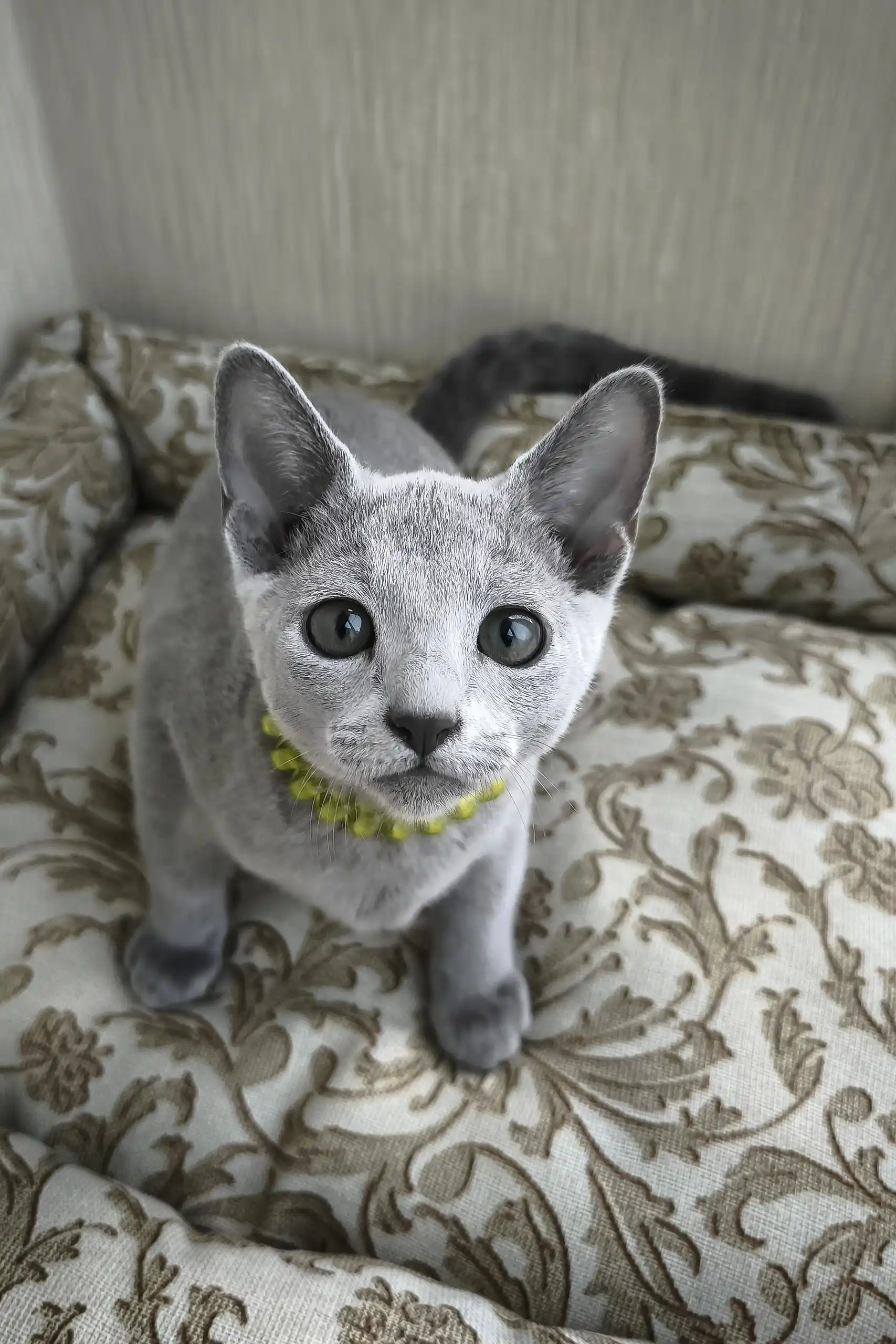 Ralf | Russian Blue Kitten - Image 7