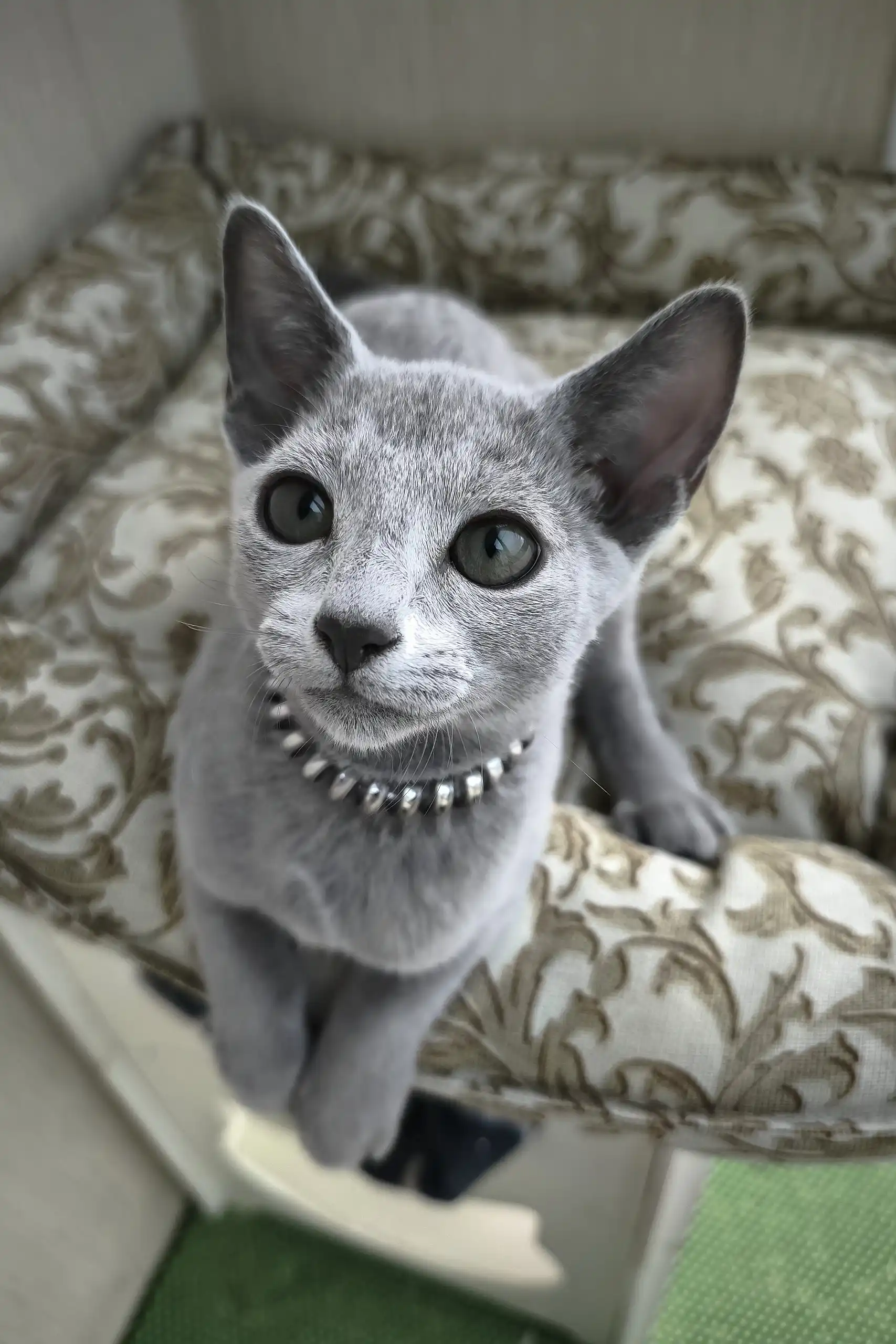 Ricci | Russian Blue Kitten - Image 3