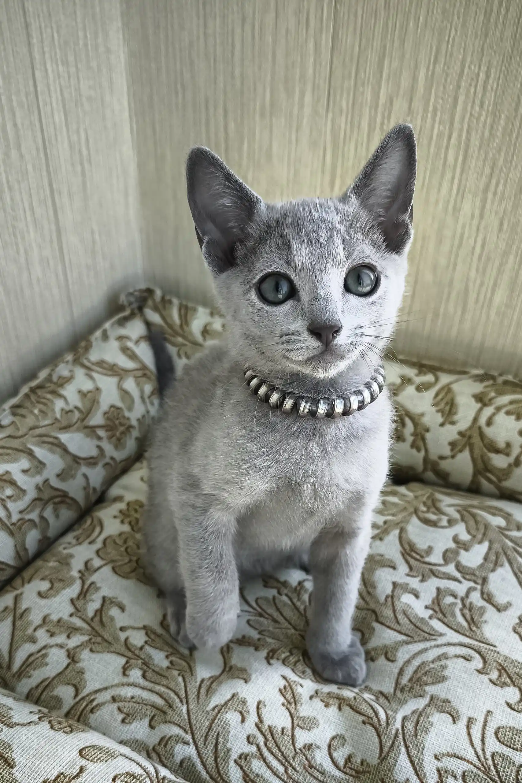Romeo | Russian Blue Kitten - Image 2