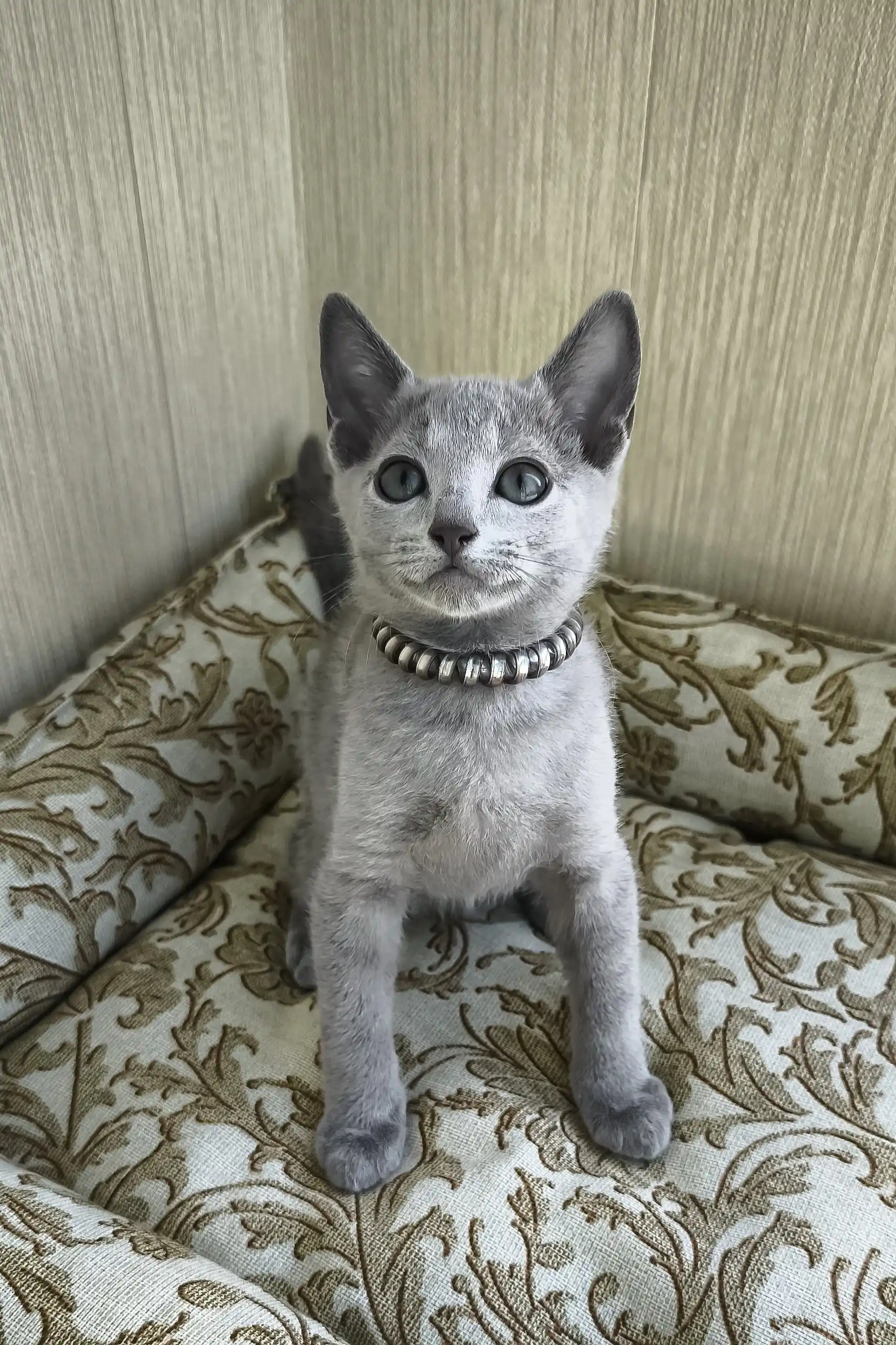 Romeo | Russian Blue Kitten - Image 5