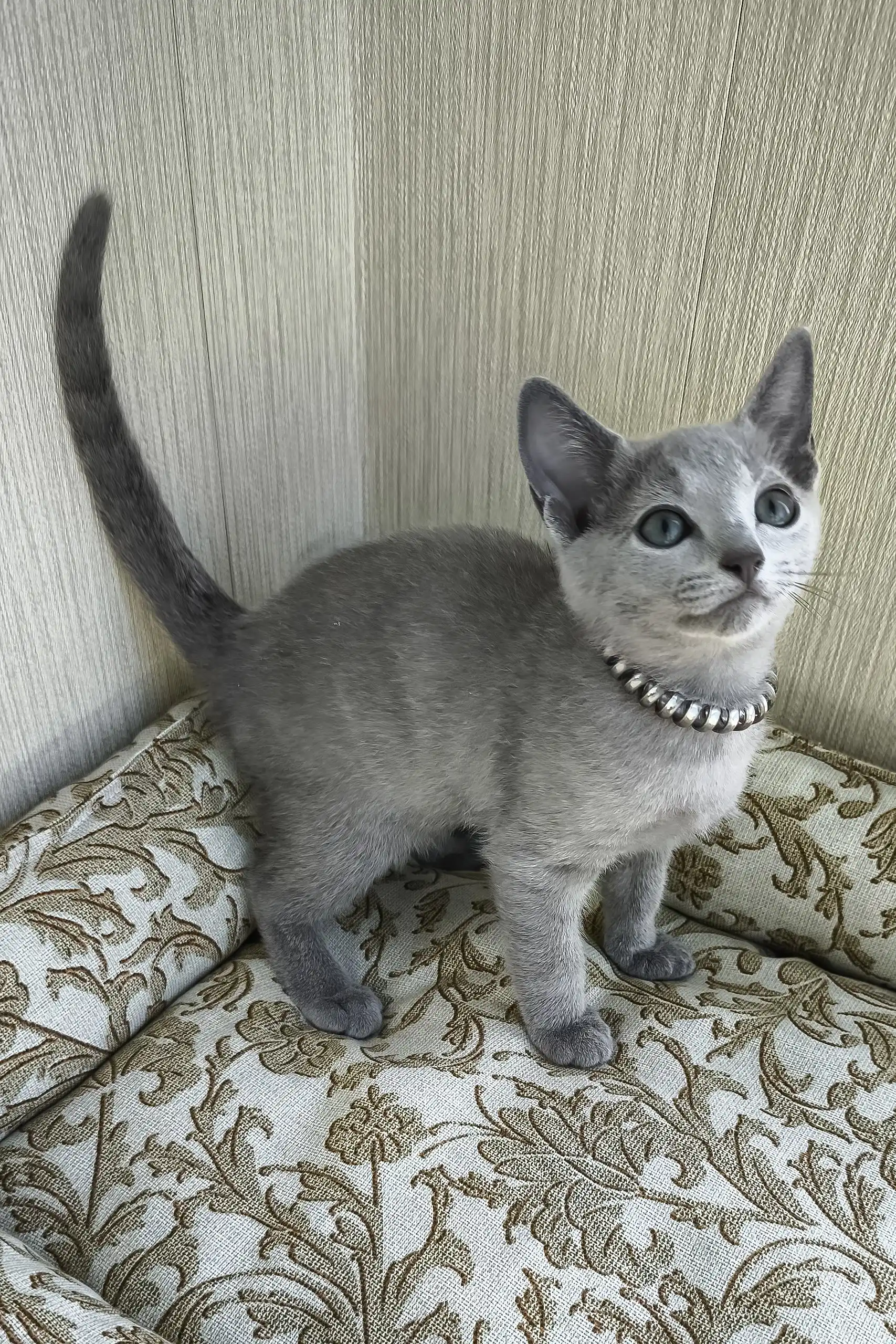 Romeo | Russian Blue Kitten - Image 7