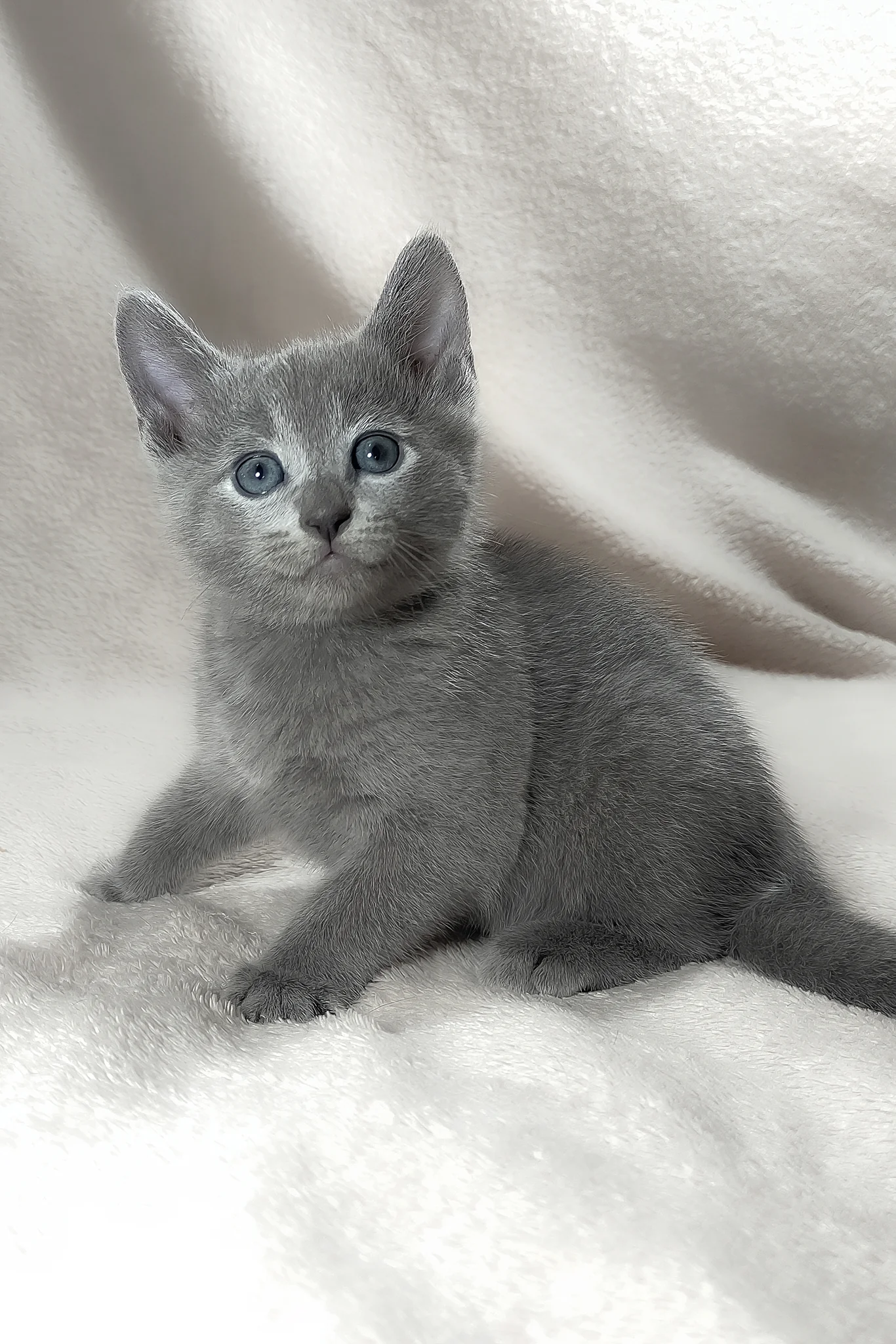 Tyson | Russian Blue Kitten - Image 2
