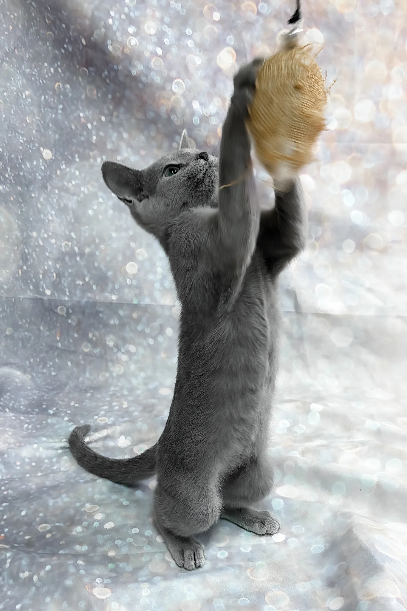 Universe | Russian Blue Kitten - Image 2