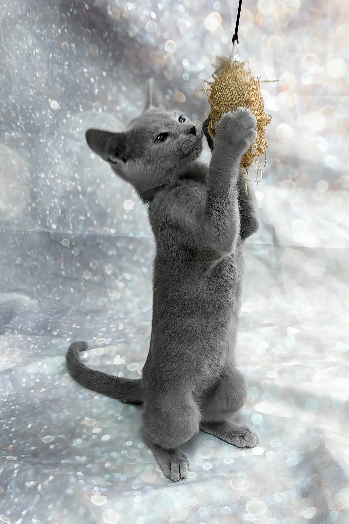 Universe | Russian Blue Kitten - Image 4