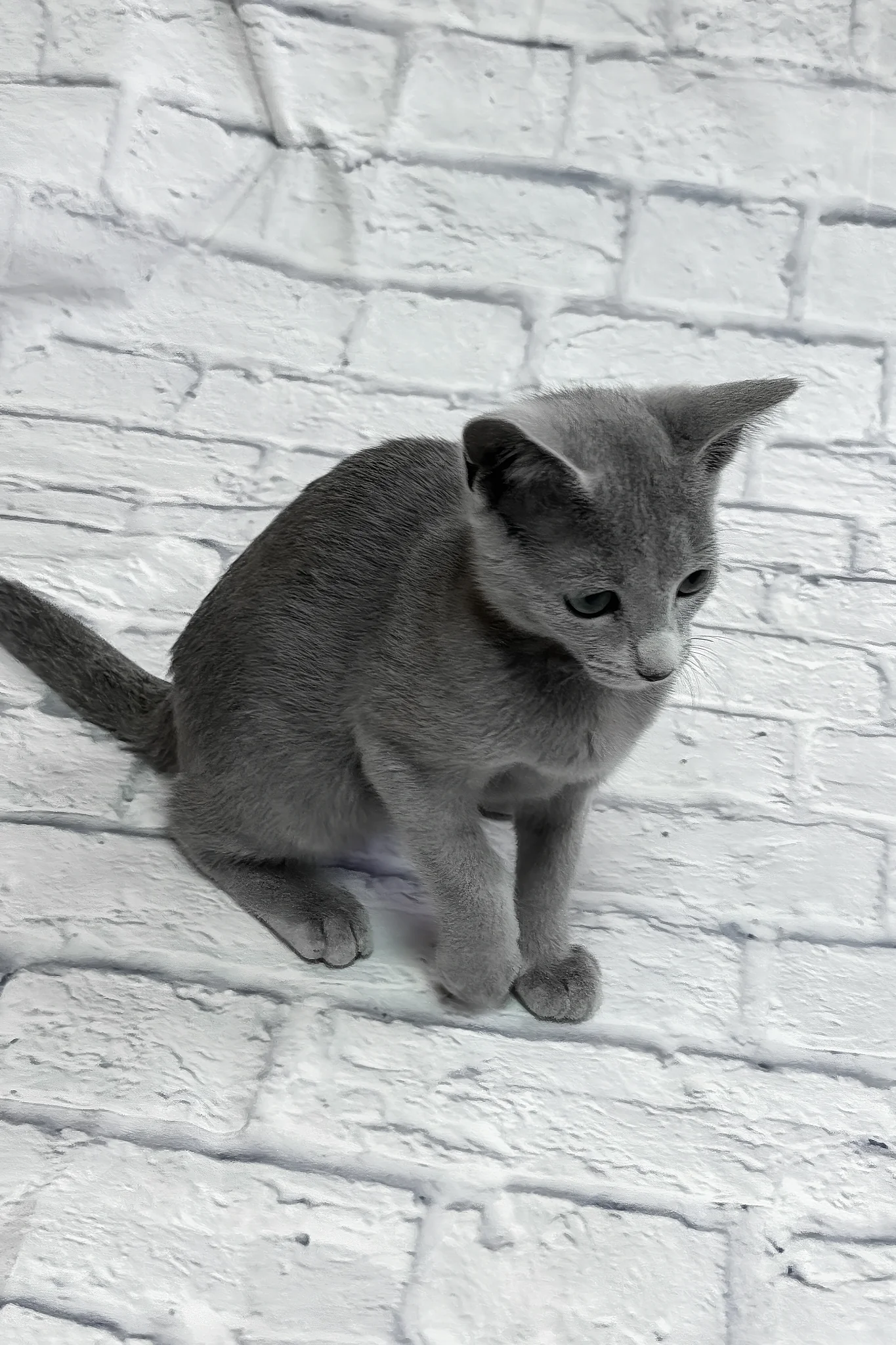 Unreal | Russian Blue Kitten - Image 5