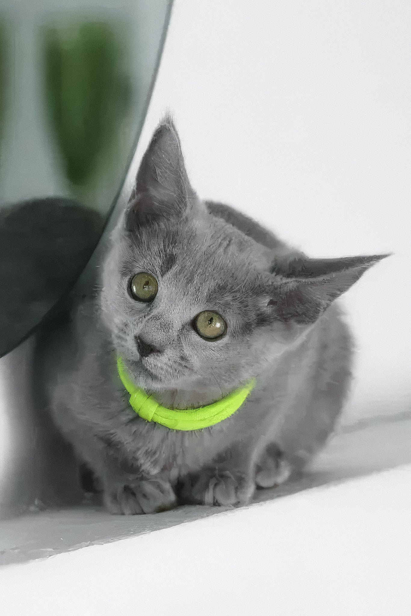 Walet | Russian Blue Kitten - Image 3