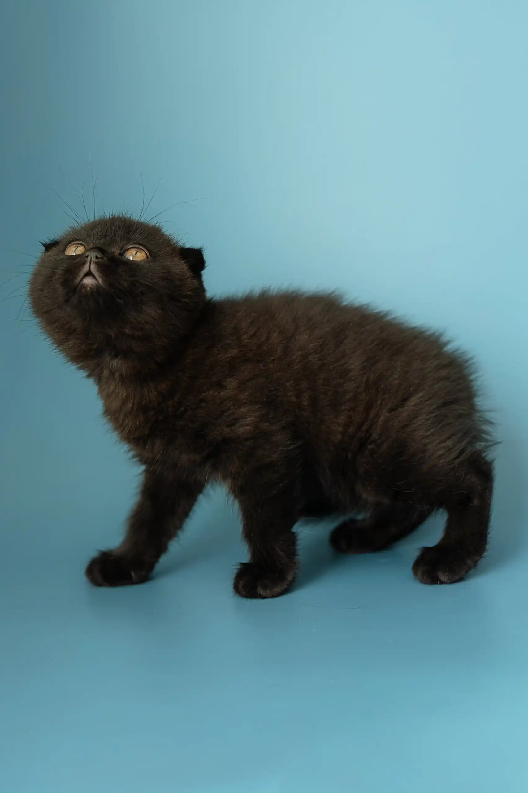 Alex | Scottish Fold Kitten - Image 10