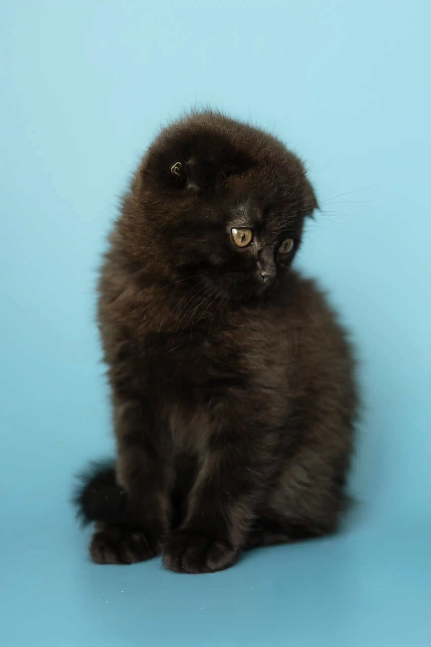 Alex | Scottish Fold Kitten - Image 9