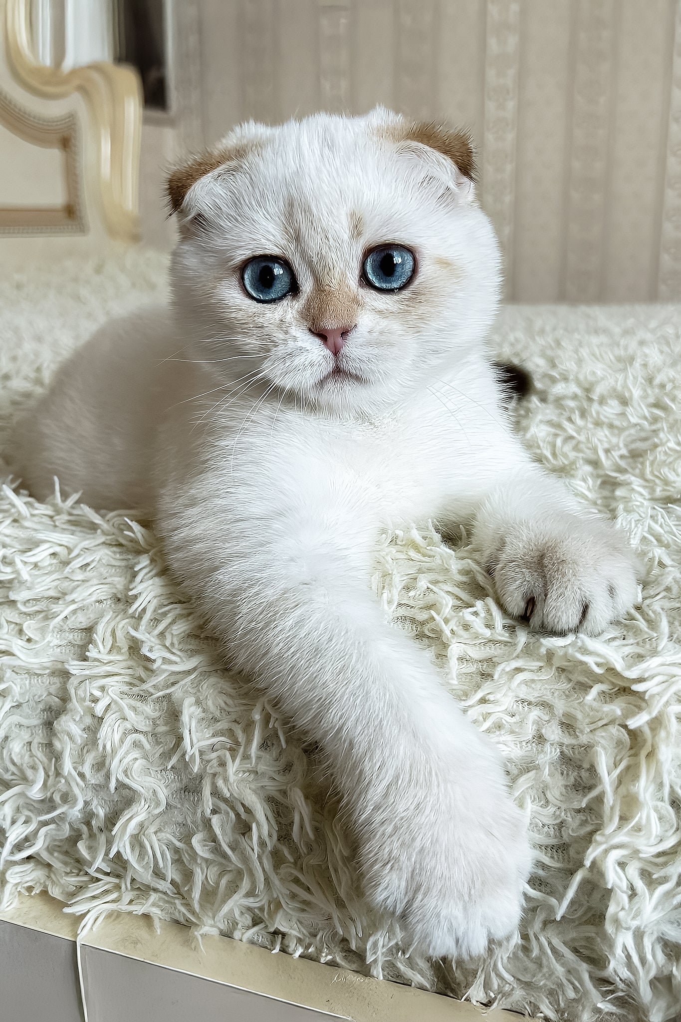 Alon | Scottish Fold Kitten - Image 5