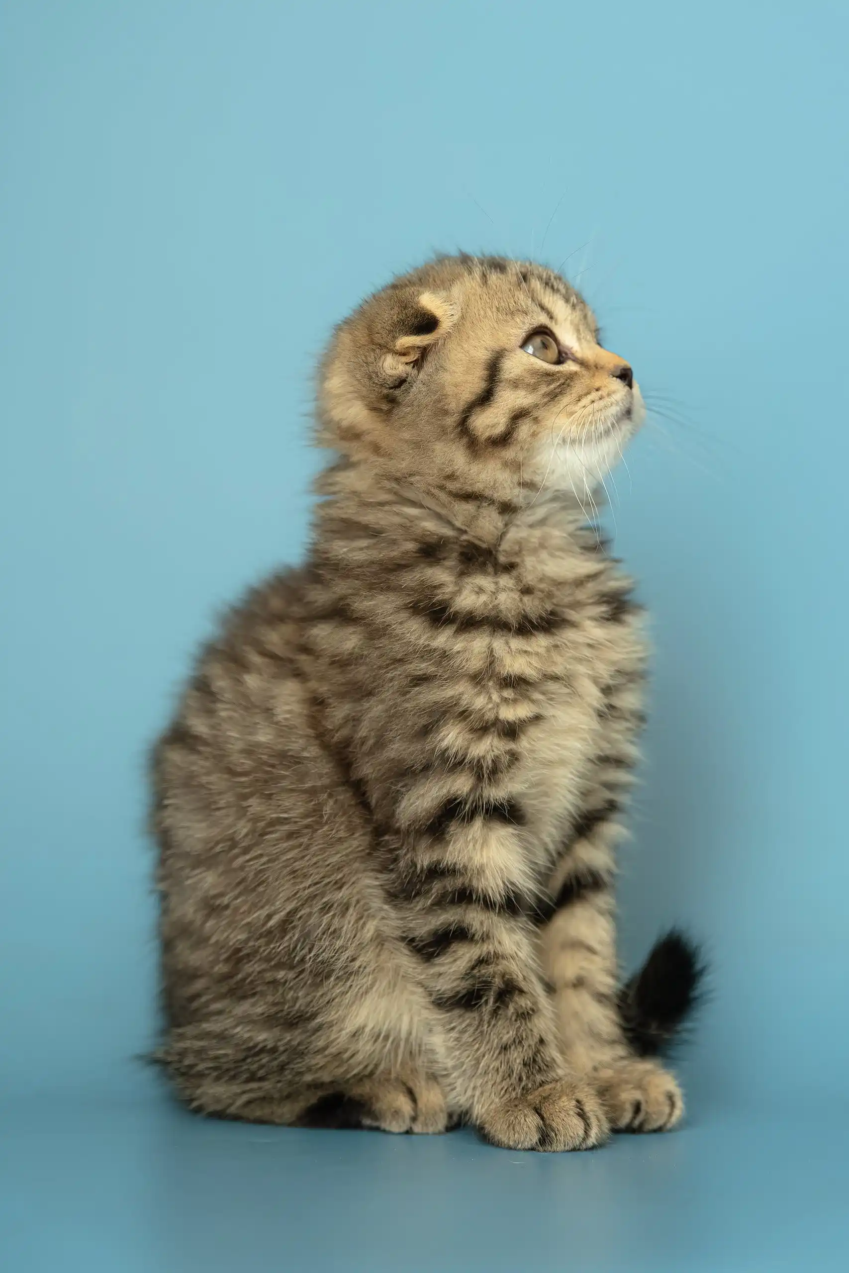 Antony | Scottish Fold Kitten - Image 6