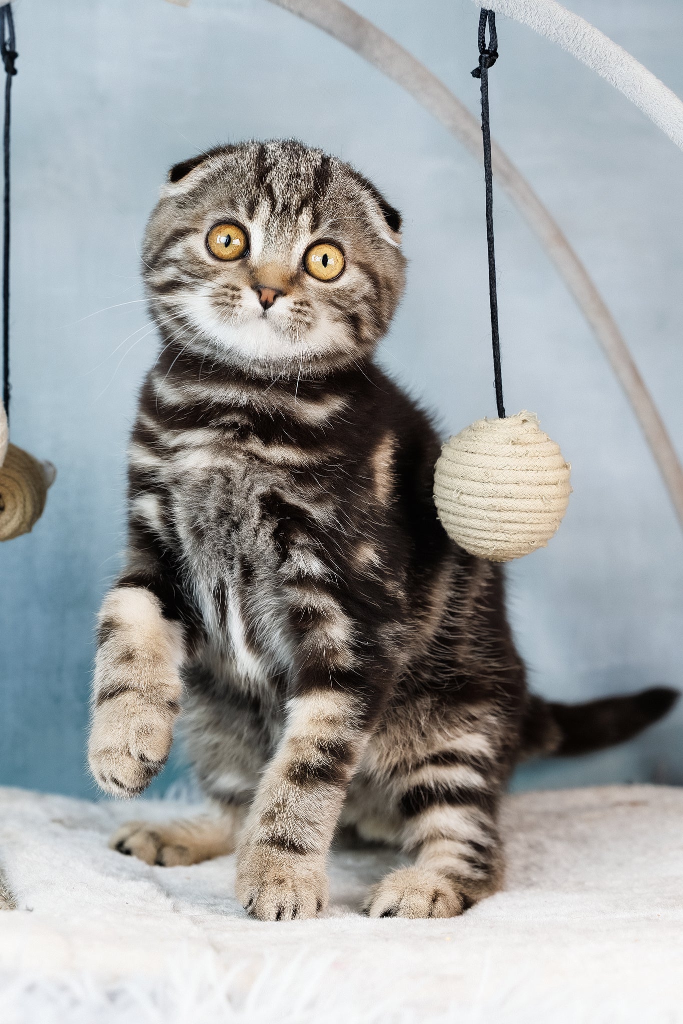Axel | Scottish Fold Kitten - Image 3