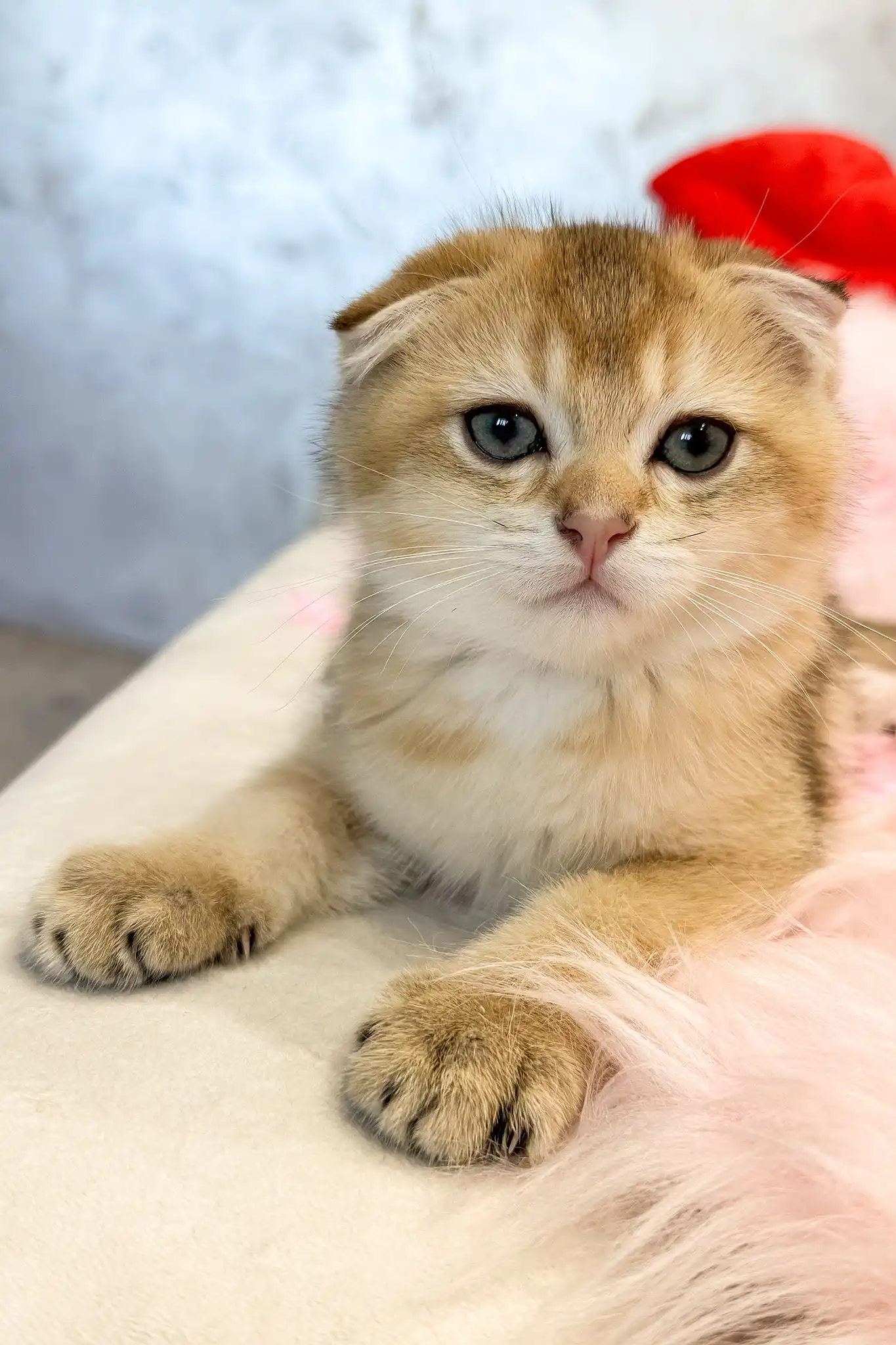 Bamble | Scottish Fold Kitten - Image 9