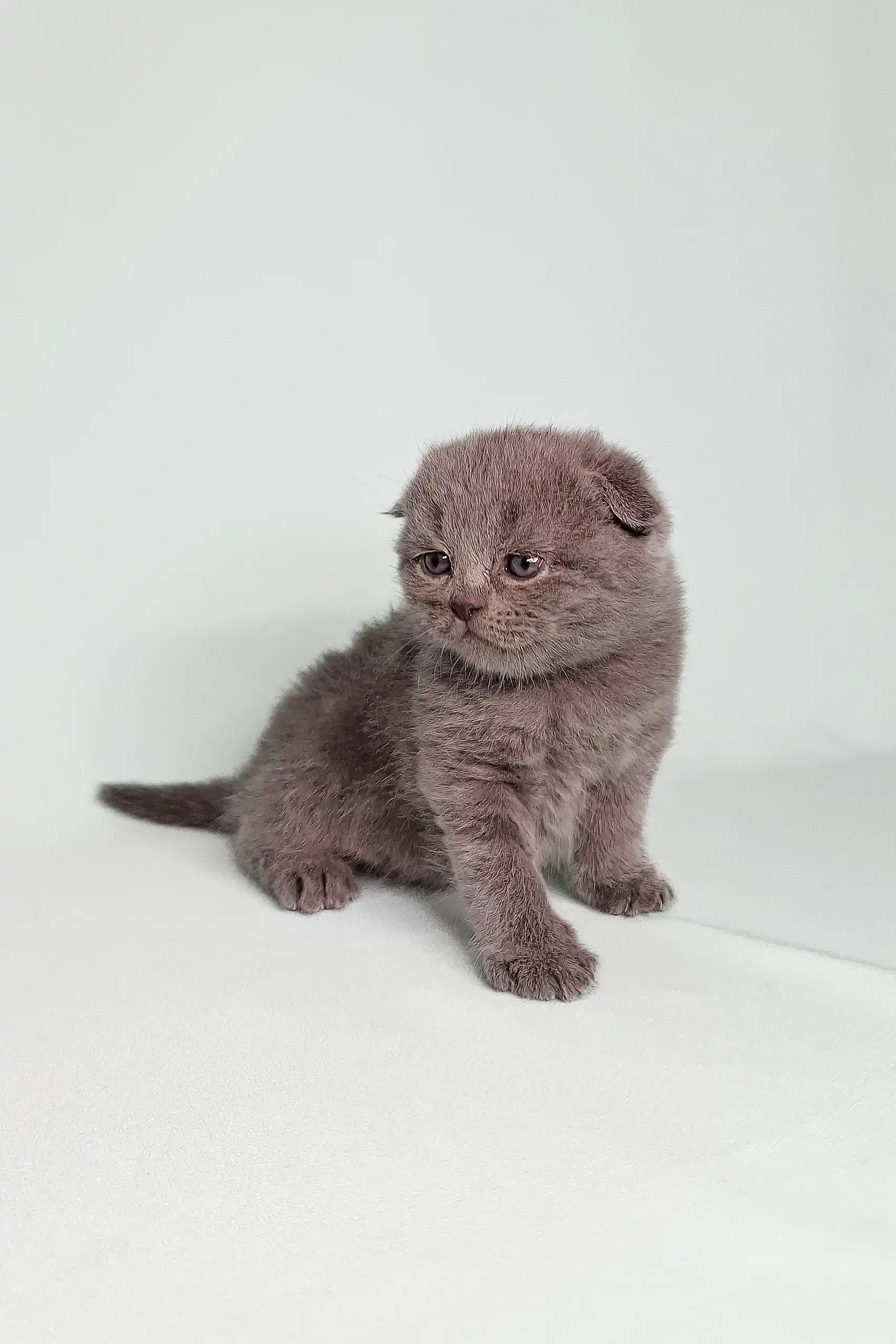Bentley | Scottish Fold Kitten - Image 5