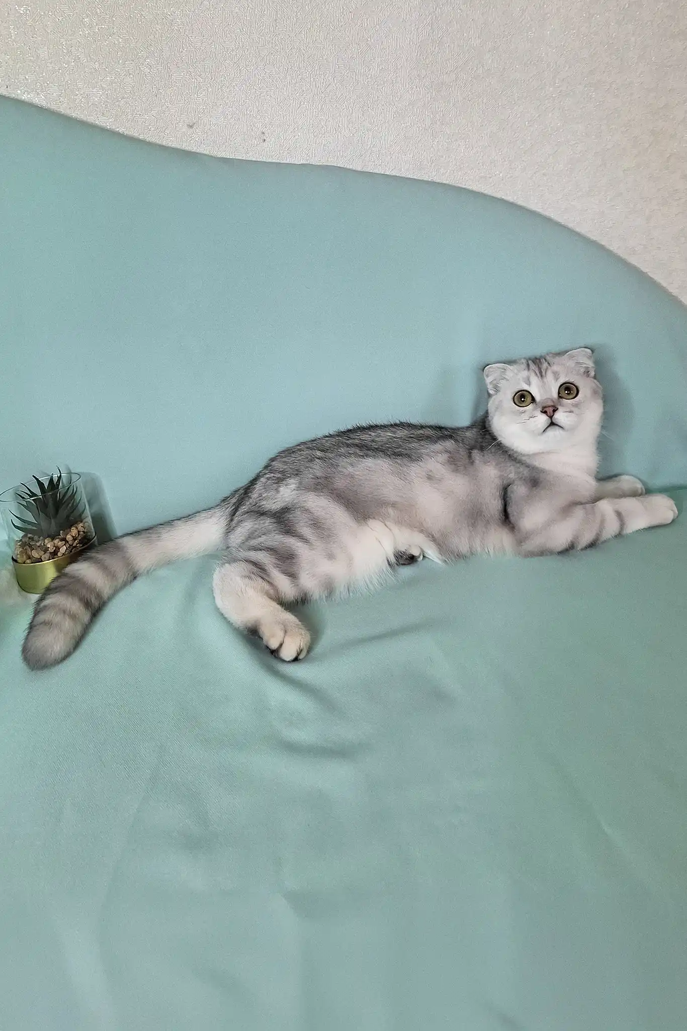 Calvin | Scottish Fold Kitten - Image 7