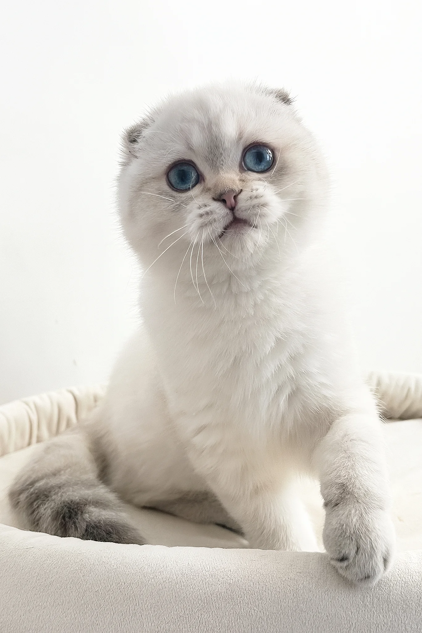 Corby | Scottish Fold Kitten - Image 5