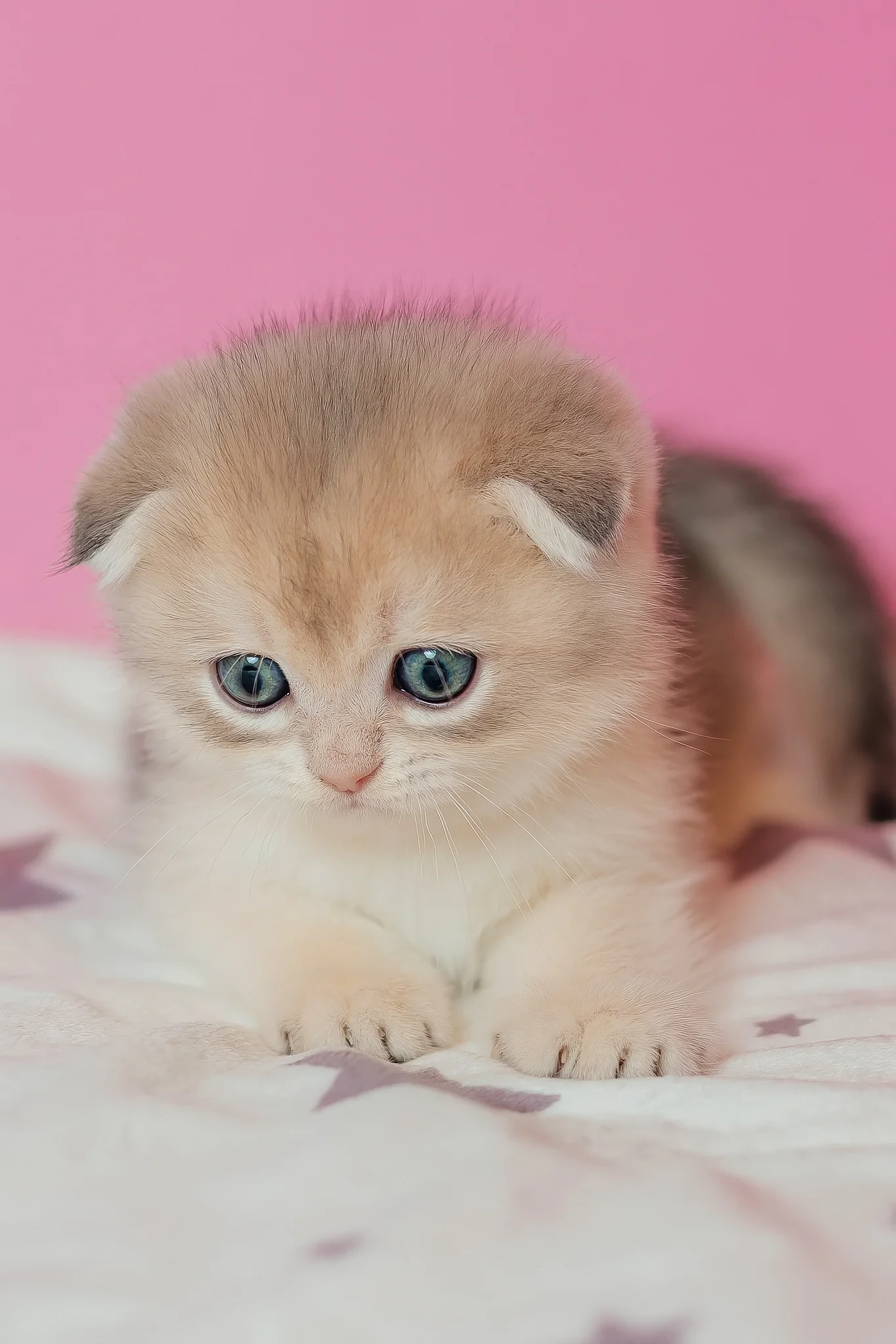 Cosmo | Scottish Fold Kitten - Image 7