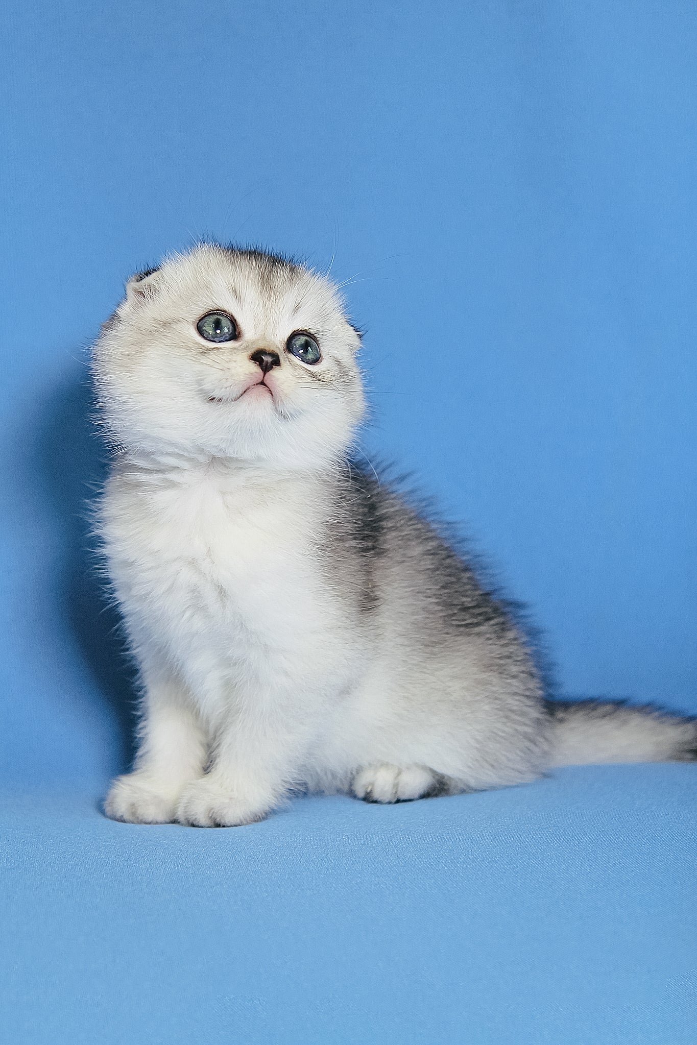 Diego | Scottish Fold Kitten - Image 7