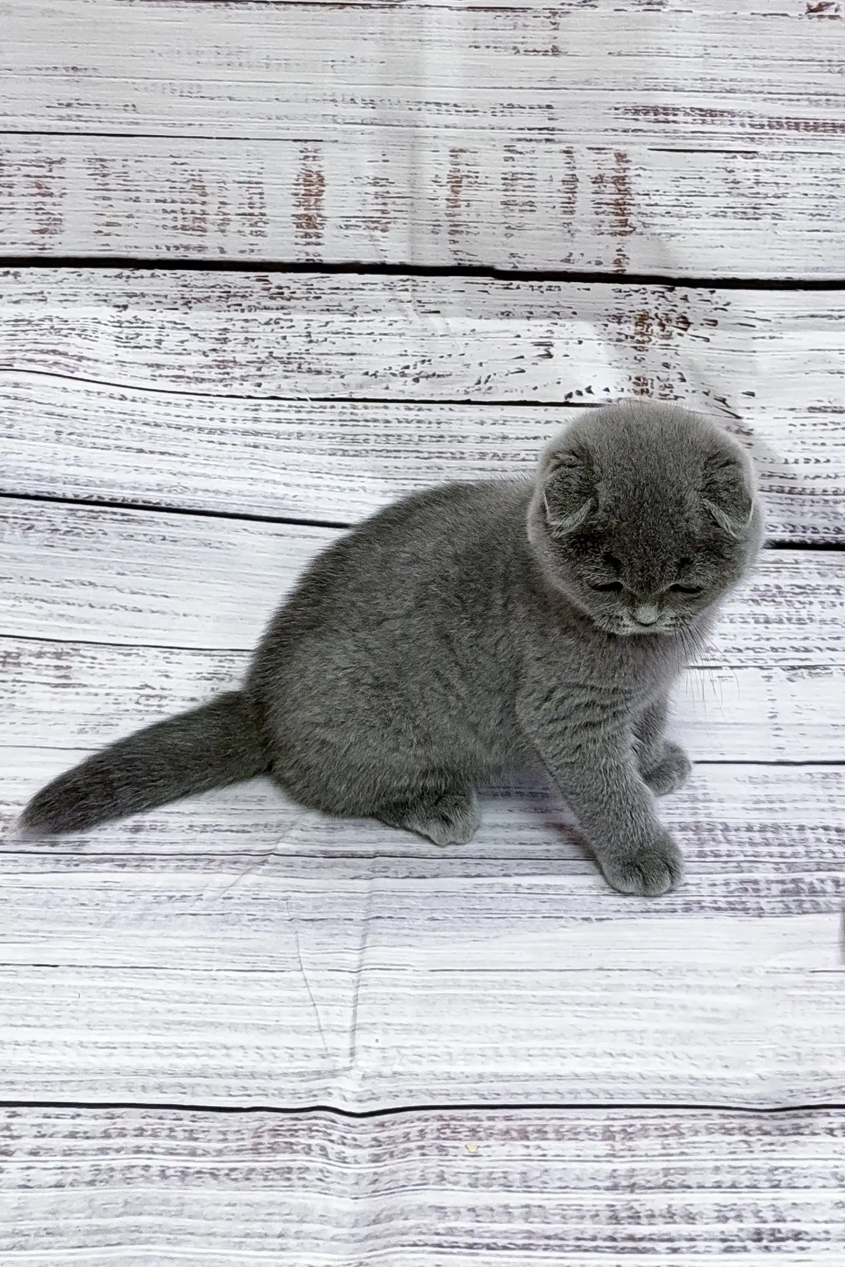 Elizar | Scottish Fold Kitten - Image 5