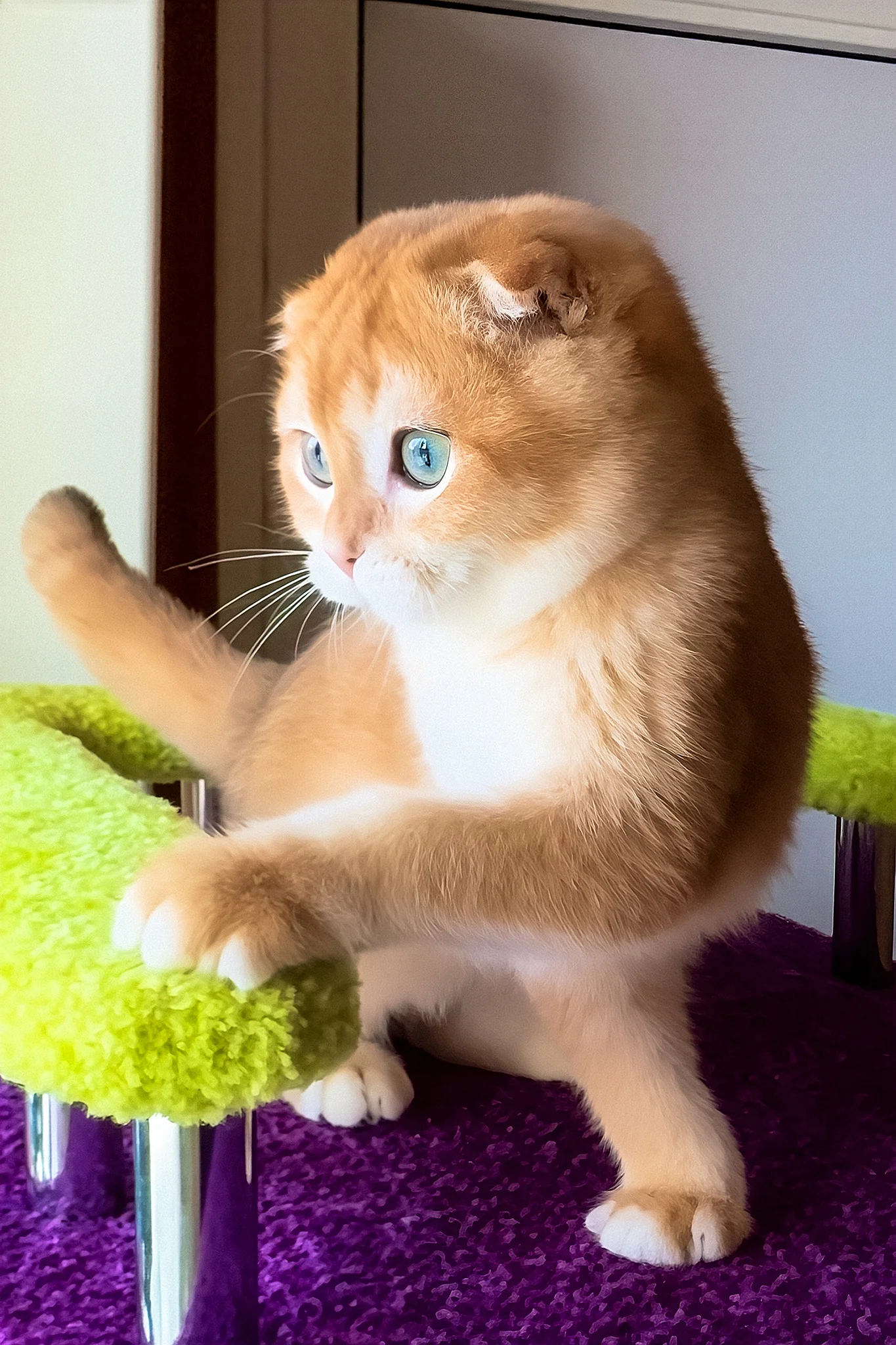 Elvis | Scottish Fold Kitten - Image 5