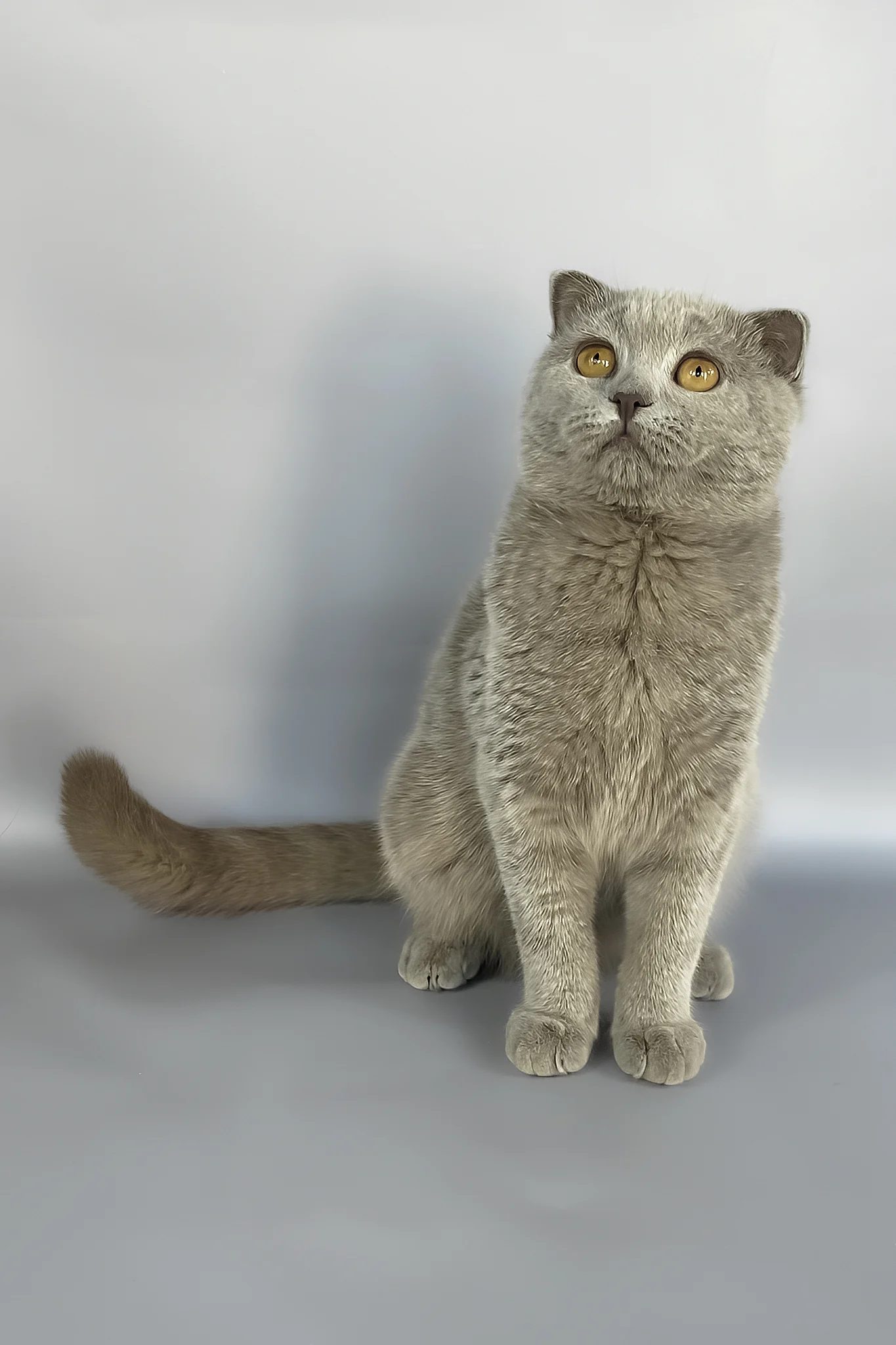 Hugo | Scottish Fold Kitten - Image 3